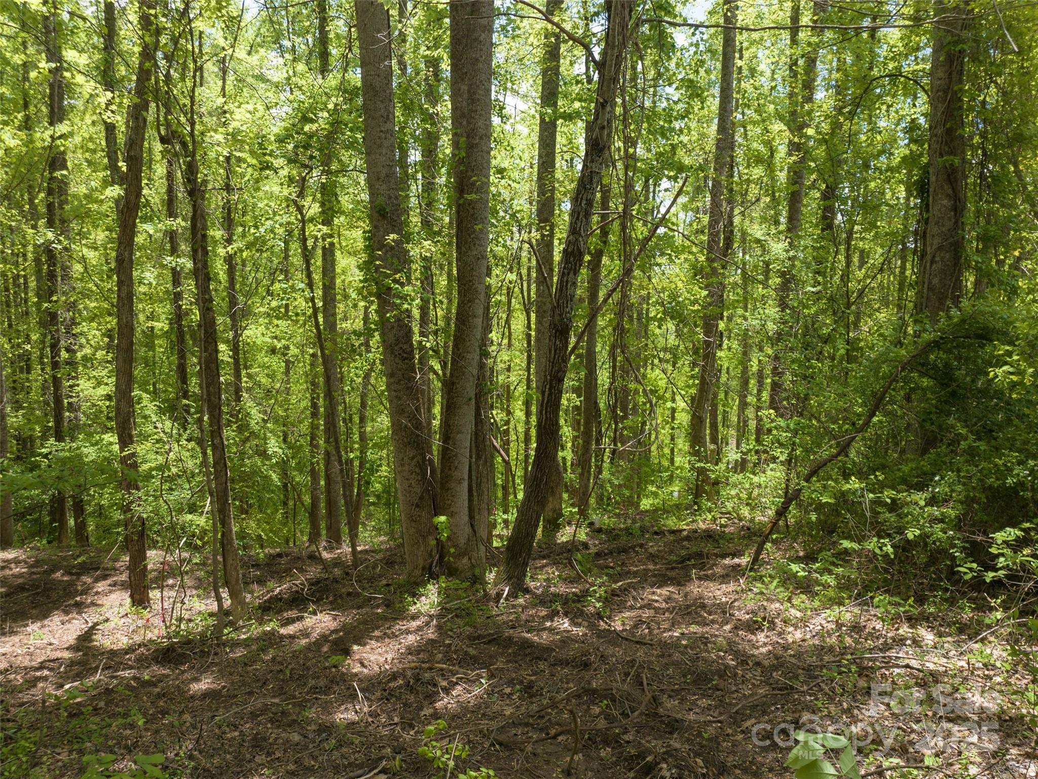 Poplar Ridge - Land