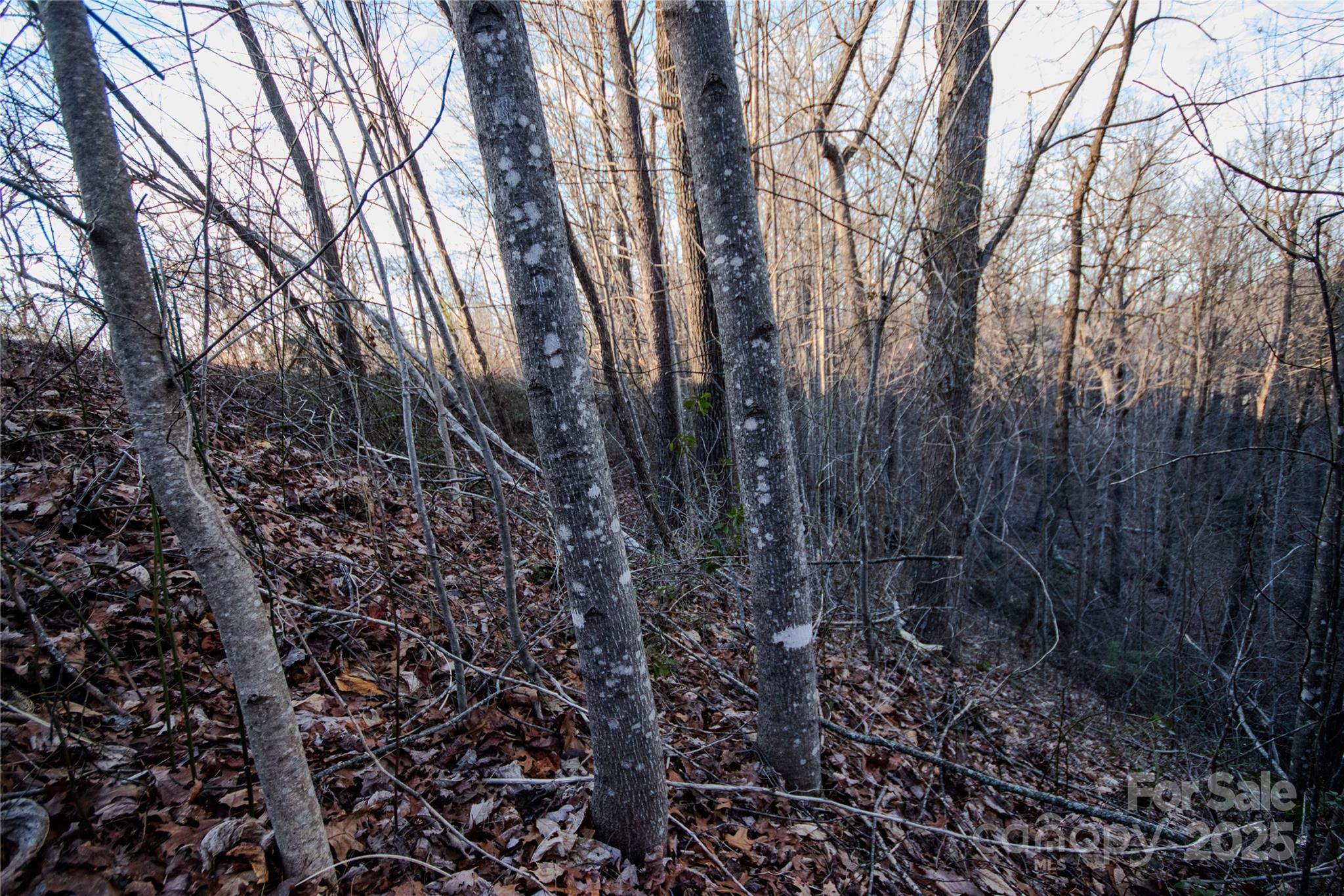 Timber Rock - Land