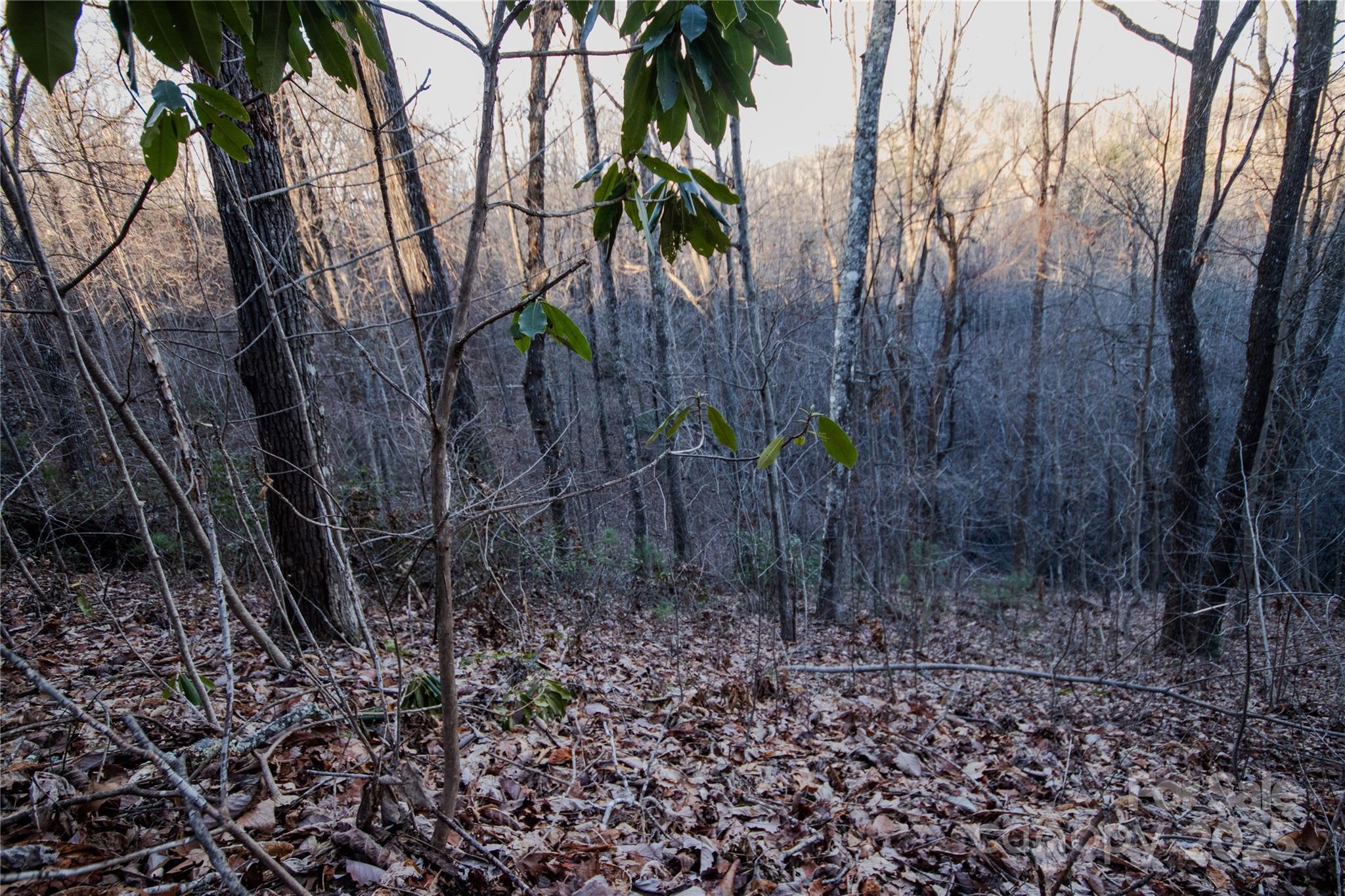 Timber Rock - Land