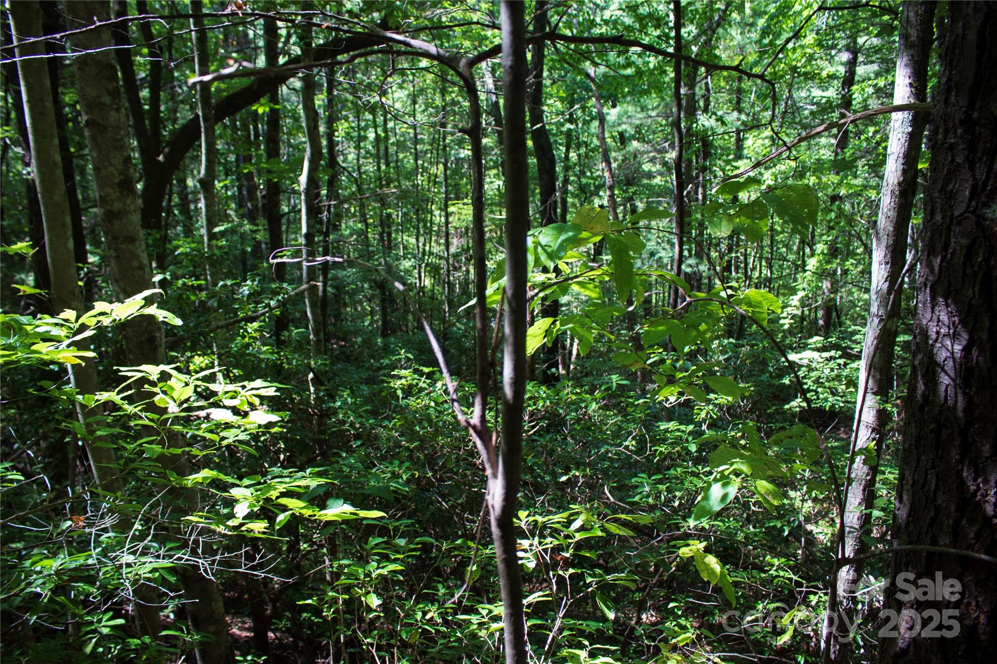 Oak Laurel - Land