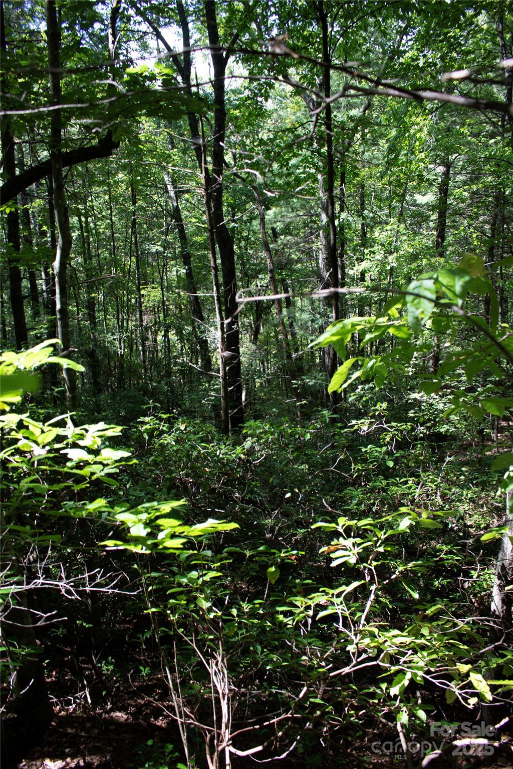 Oak Laurel - Land