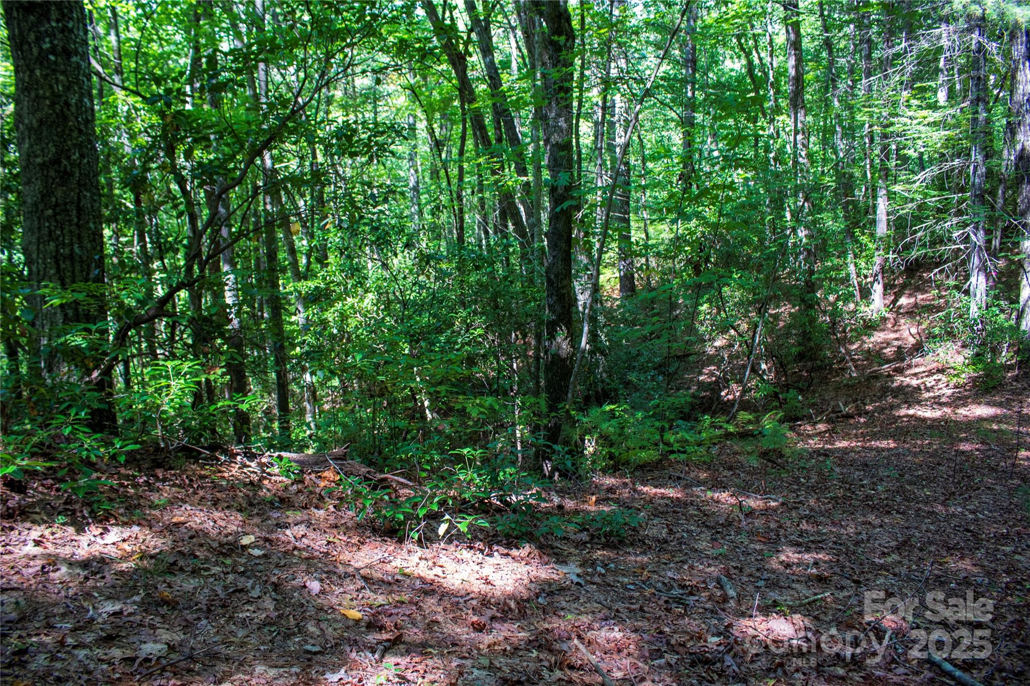 Oak Laurel - Land