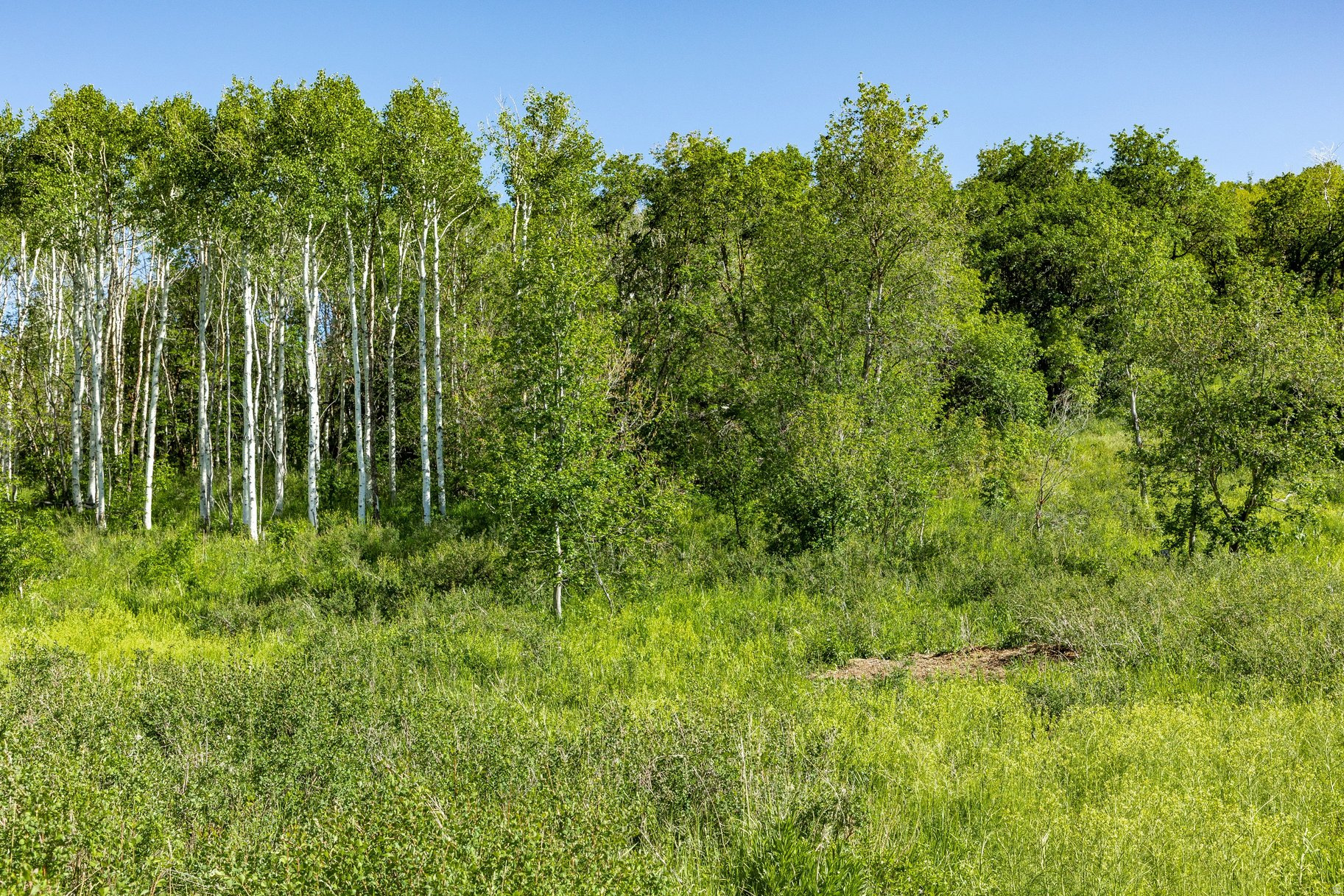 FOREST MEADOW SUBDIVISION - Land