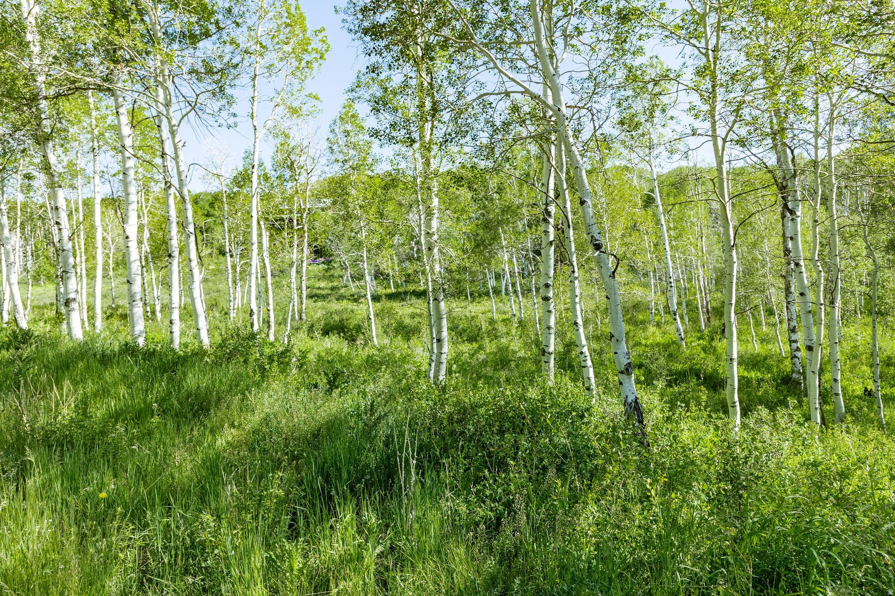 FOREST MEADOW SUBDIVISION - Land