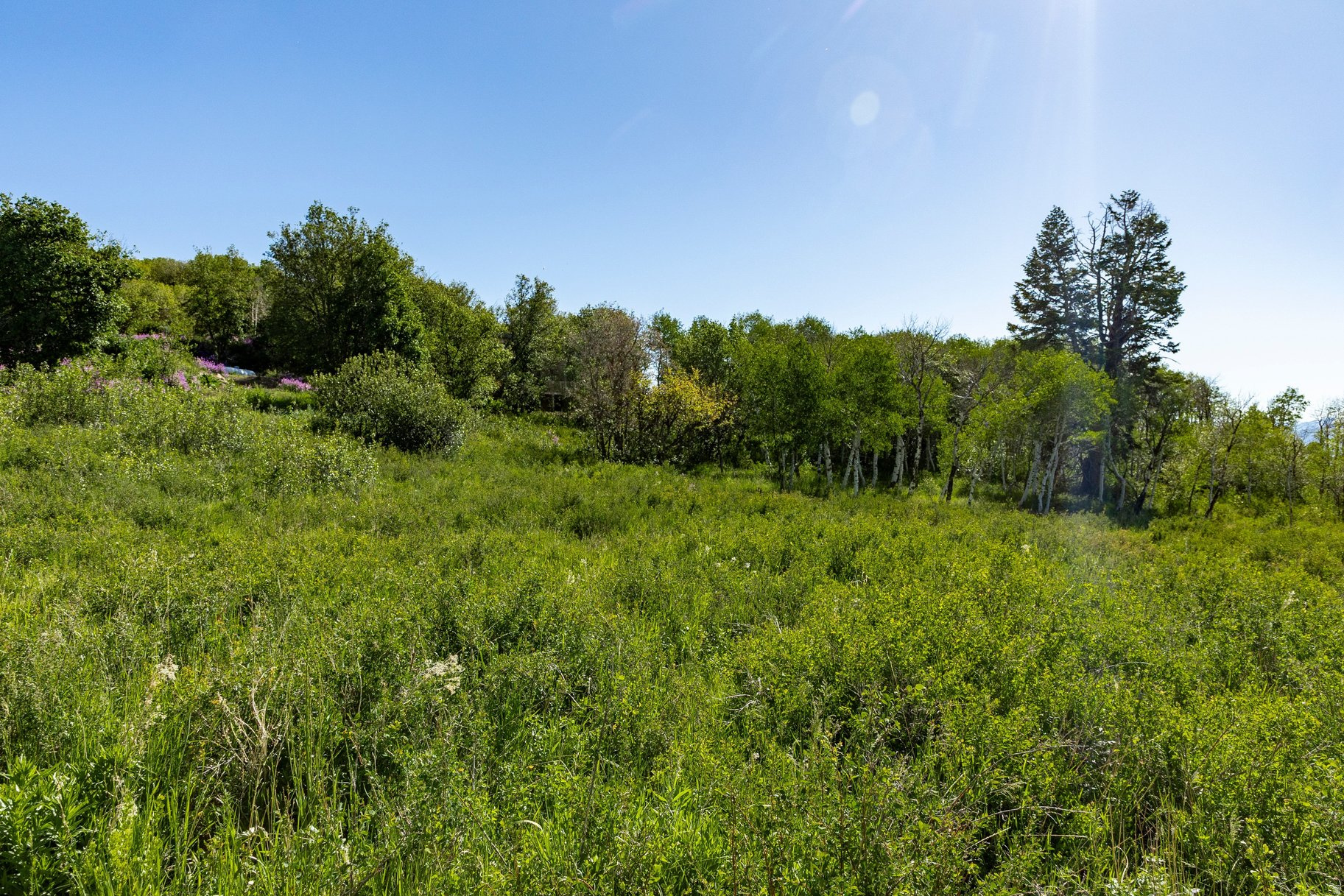 FOREST MEADOW SUBDIVISION - Land