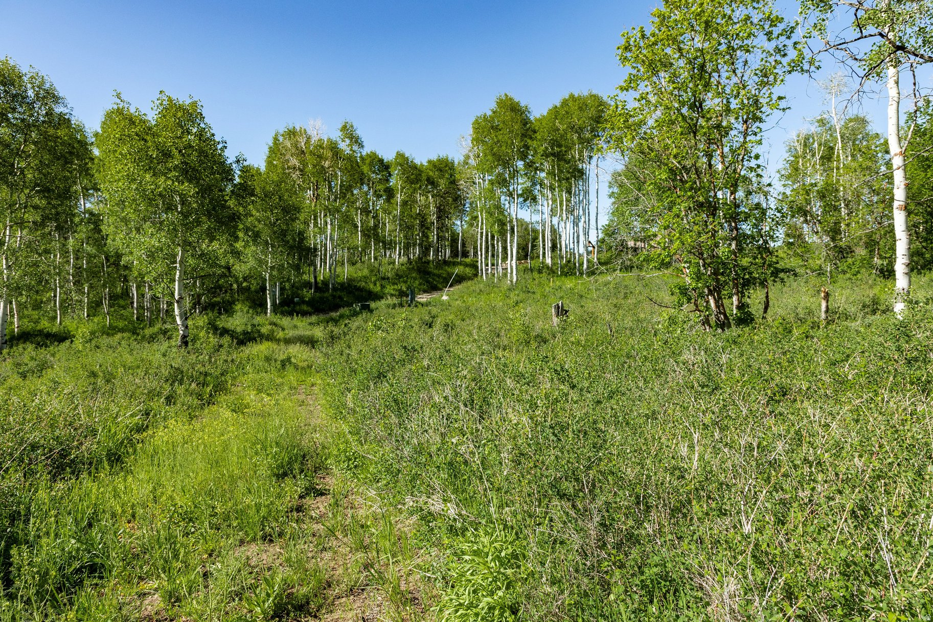 FOREST MEADOW SUBDIVISION - Land