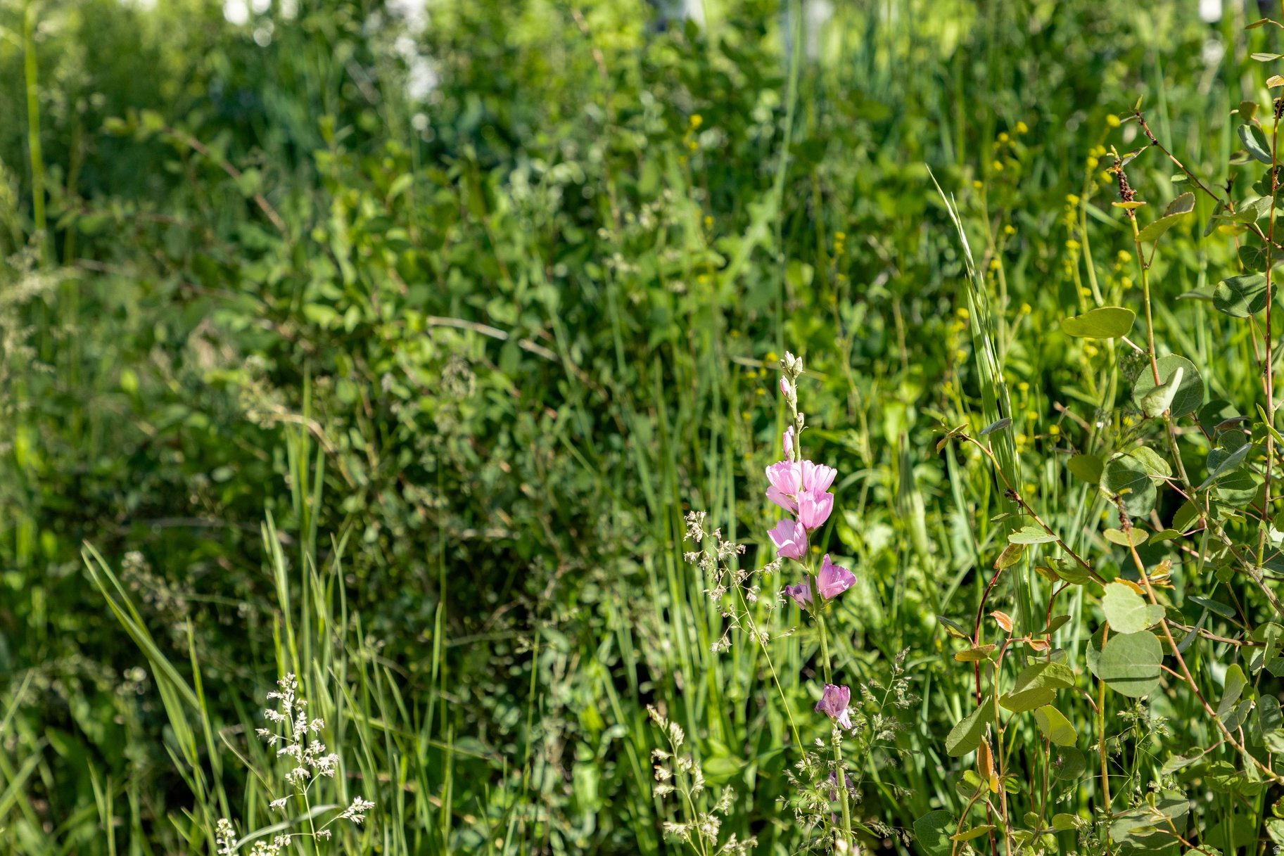 FOREST MEADOW SUBDIVISION - Land