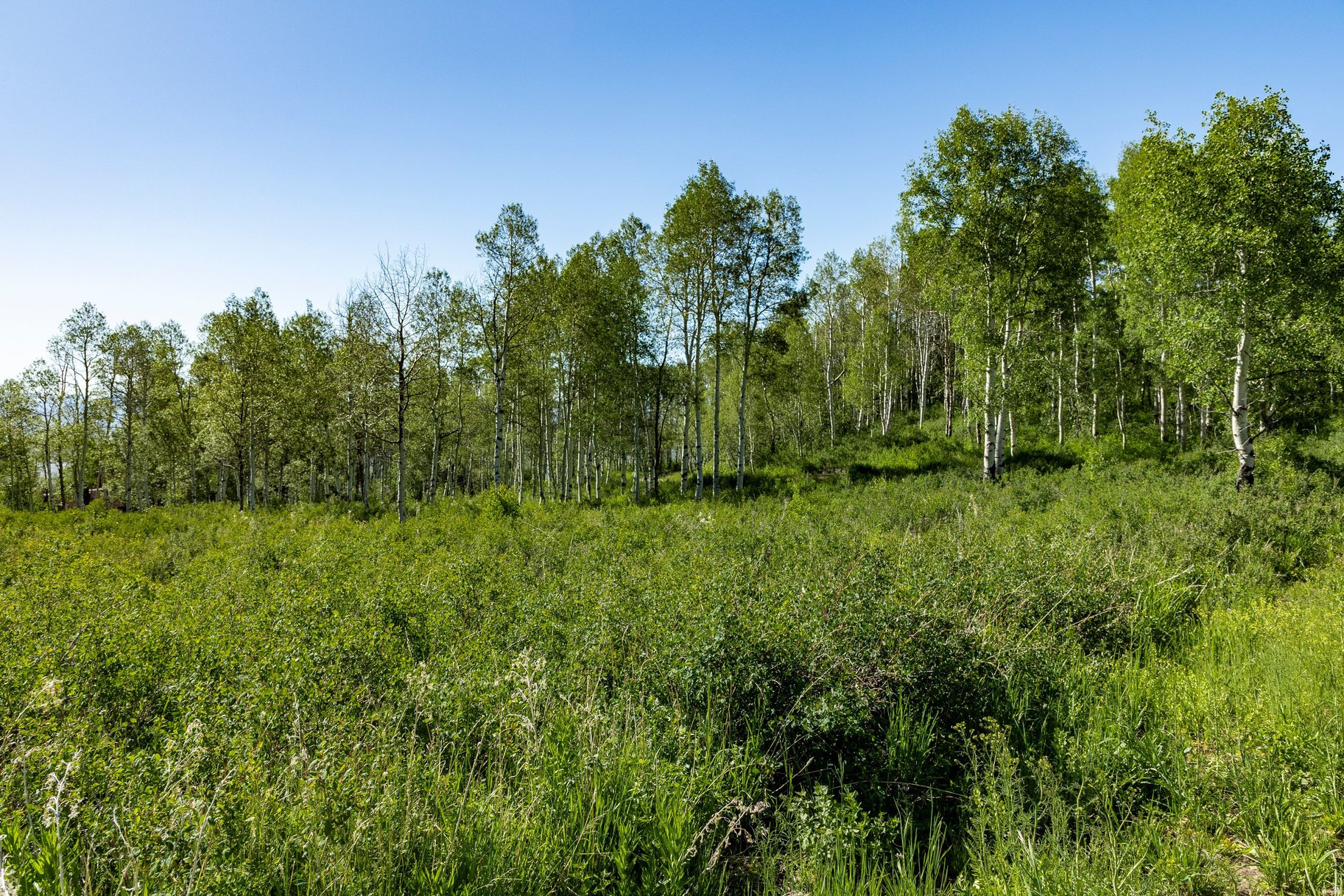 FOREST MEADOW SUBDIVISION - Land