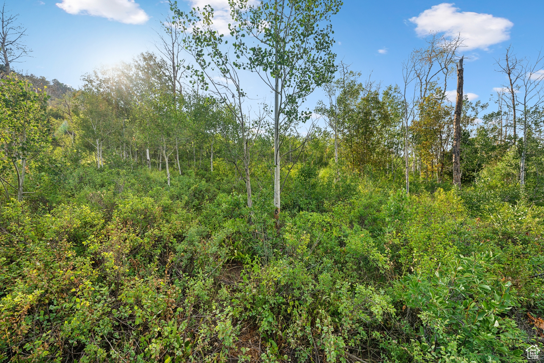 WOODLAND CREST - Residential