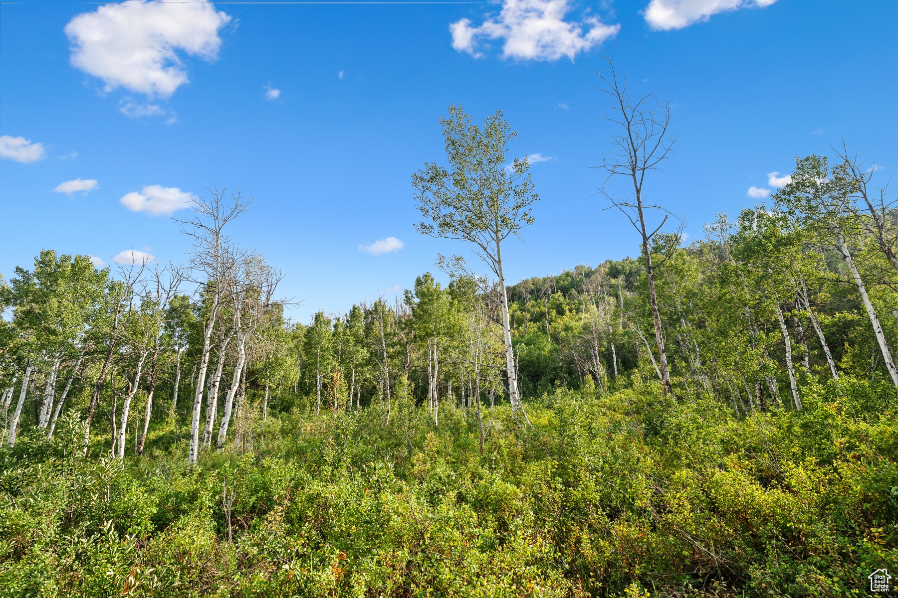 WOODLAND CREST - Residential