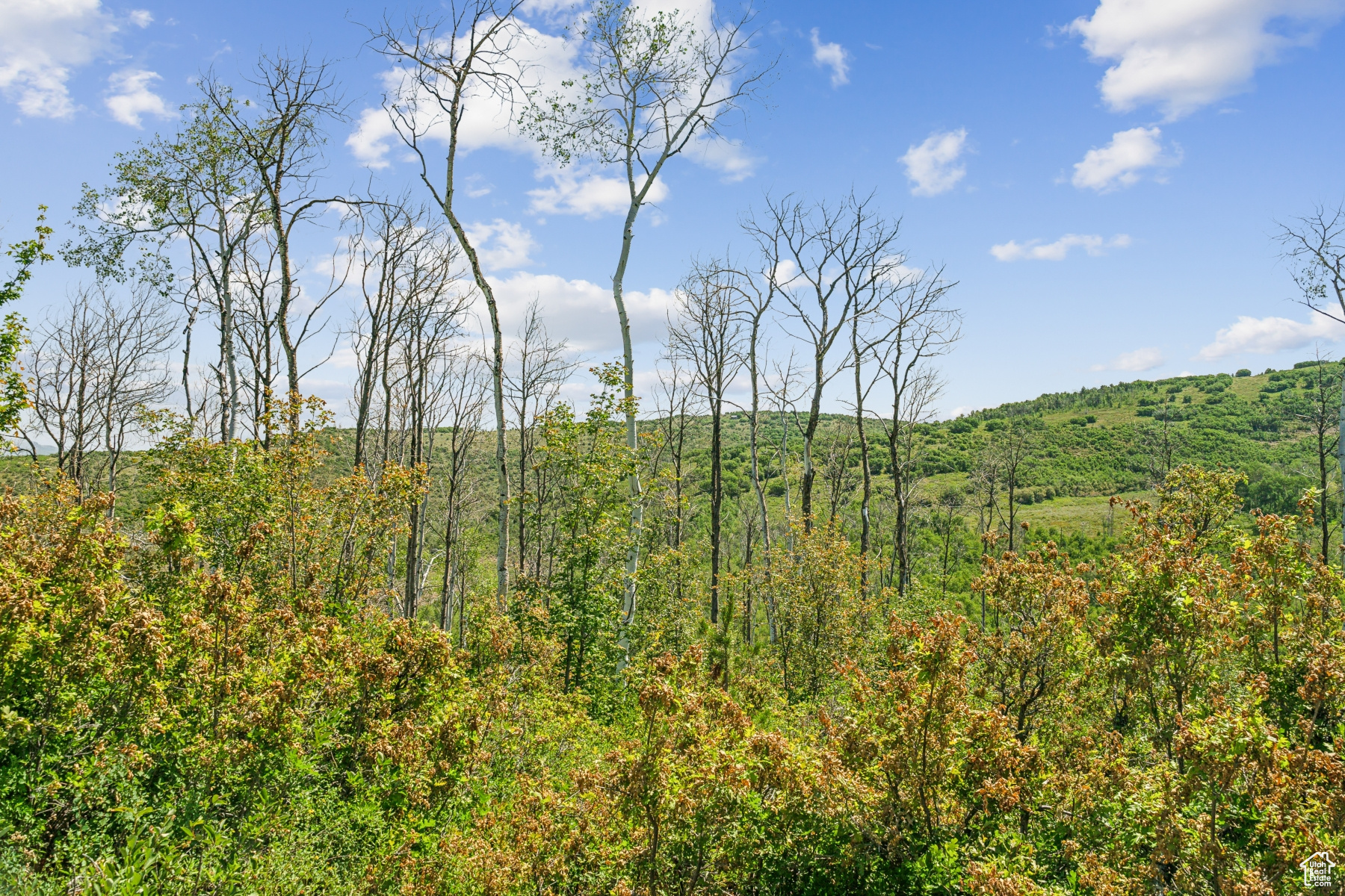 WOODLAND CREST - Residential