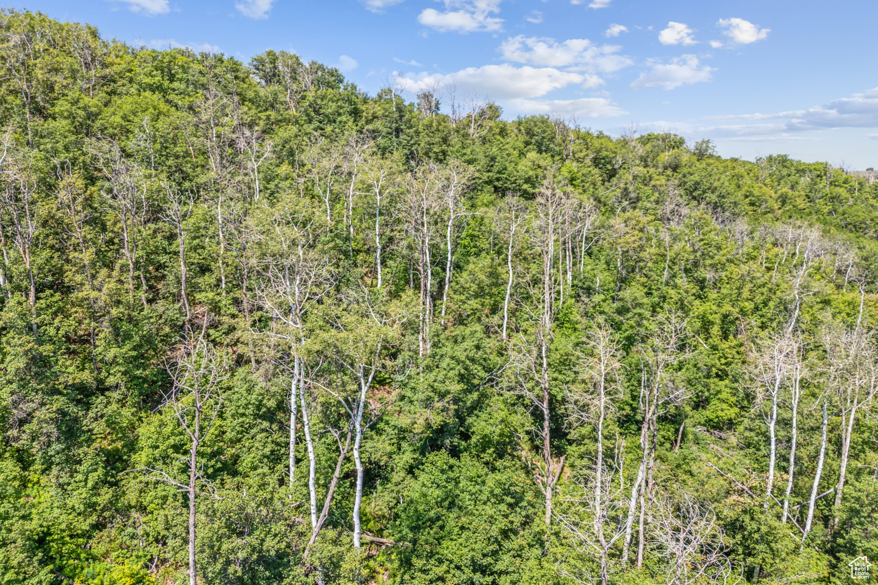 WOODLAND CREST - Residential