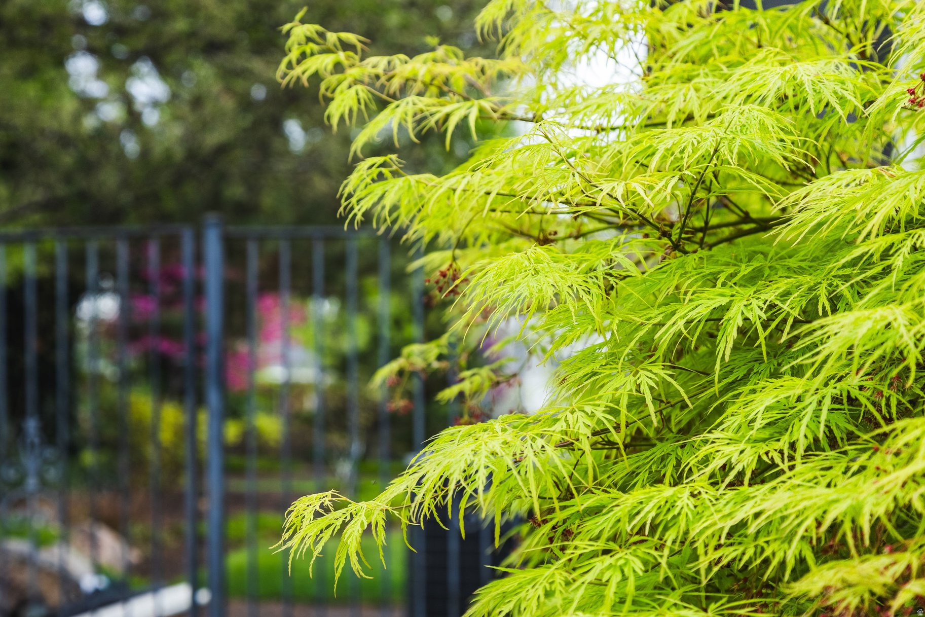 PARK - Residential