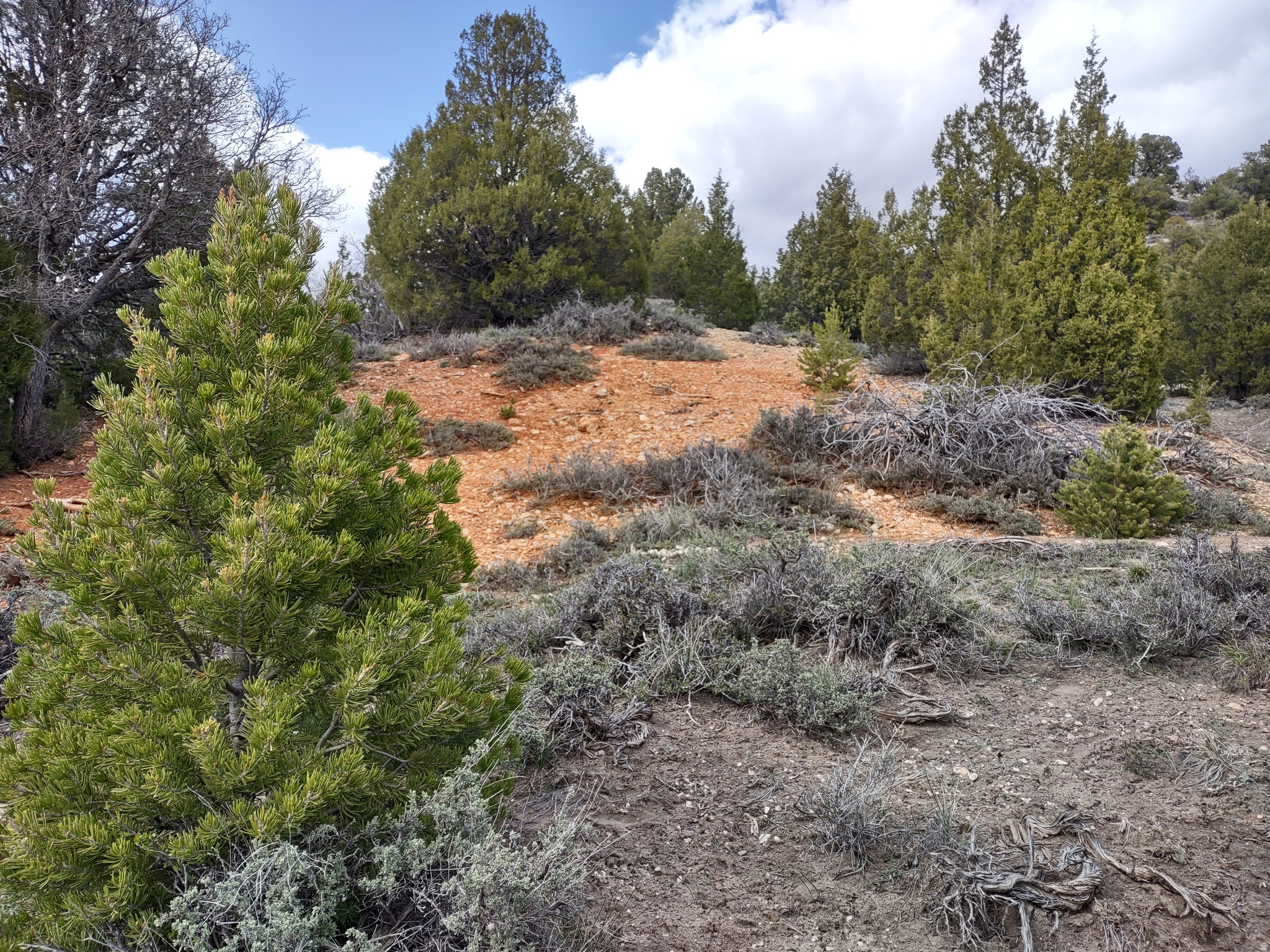 LONG VALLEY ESTATES - Land