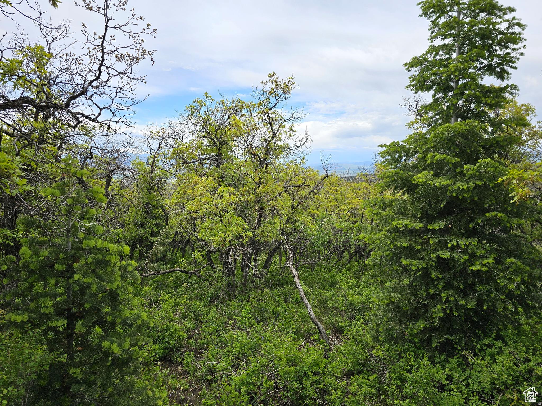 SKYLINE ACRES - Land