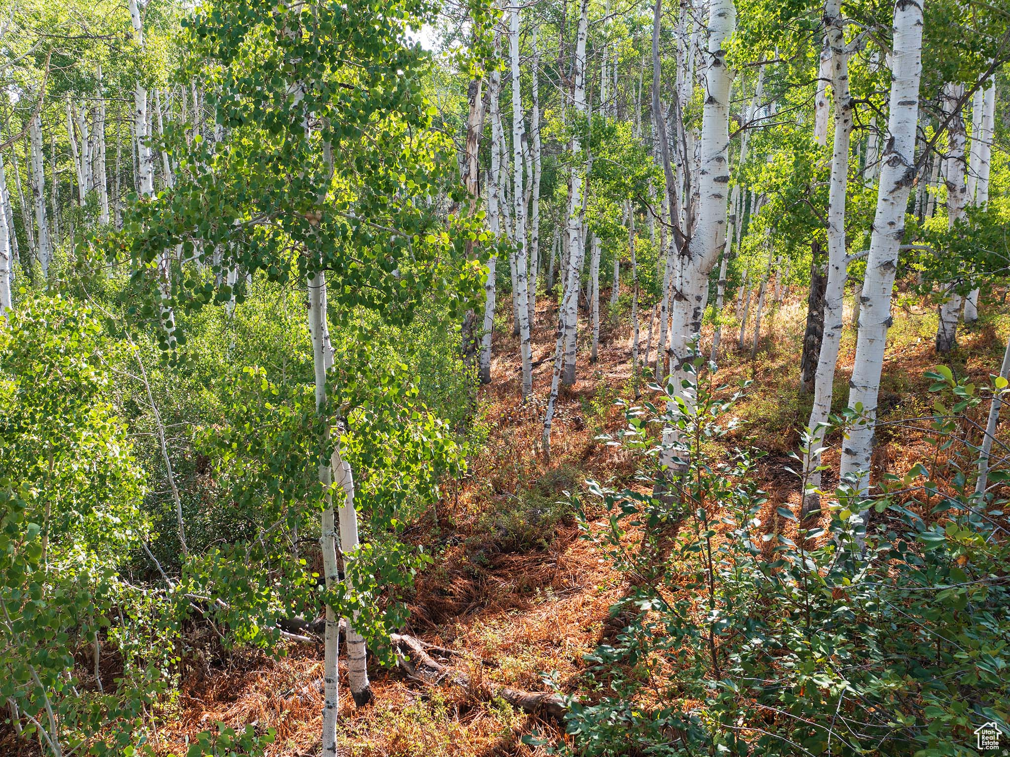 TIMBER LAKES - Land