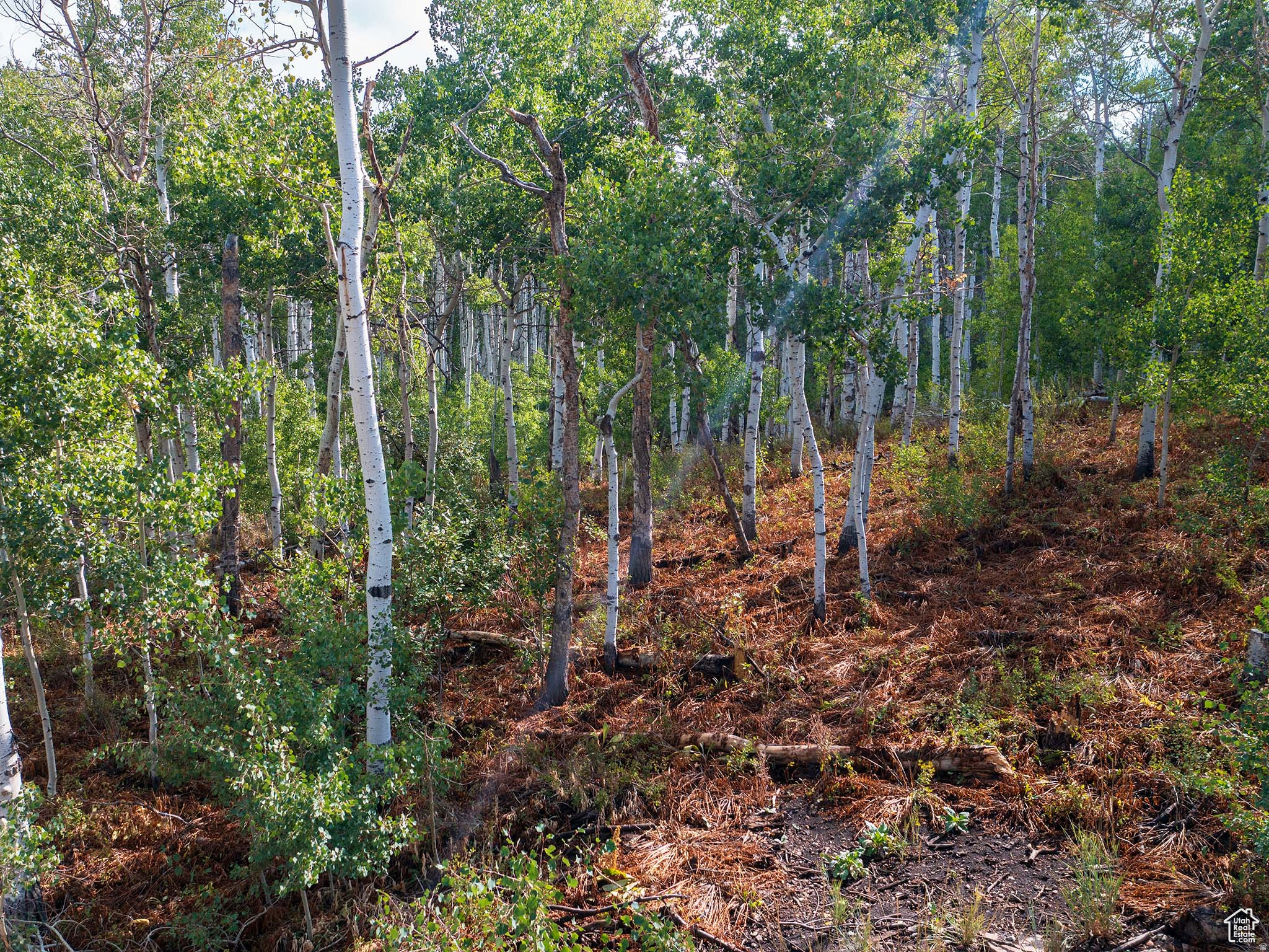TIMBER LAKES - Land