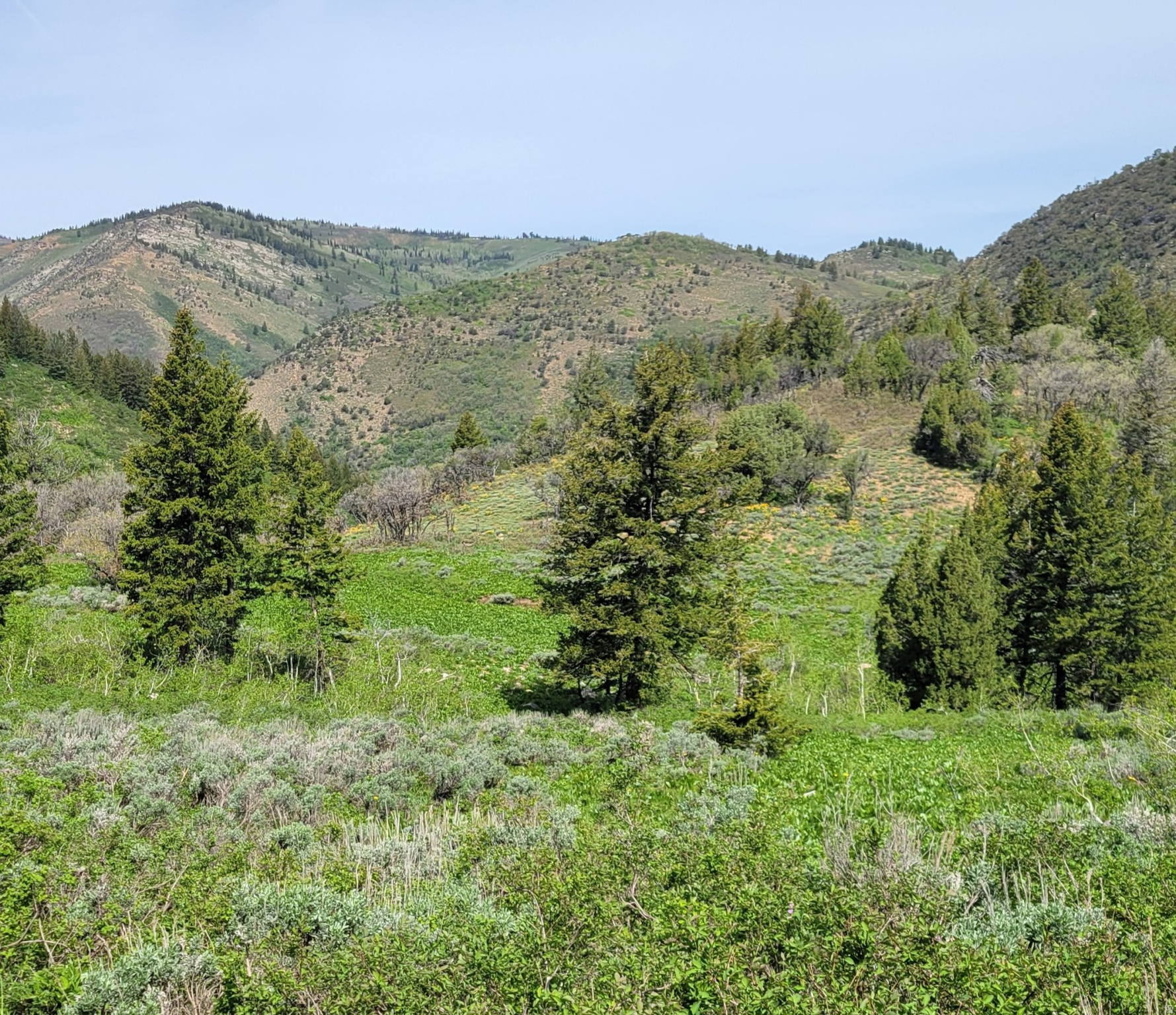 This gated 40-acre treasure isn't merely land; it's a private chapter you can live in, a recreational refuge whose beauty feels both timeless and singular.  Tucked away in a hidden corner of Weber County, it waits under the shadow of Powder Mountain, perched on a bench above the Middle Fork of the Ogden River. The north-facing terrain threads its way through timbered slopes, offering spectacular views that sweep across the valley and toward the distant ridgelines.  Step onto the property and you're transported into an unspoiled natural preserve, where the world hushes and the song of wildlife takes the foreground. The landscape invites exploration, from serene glades to vantage points that make the dramatic scenery feel intimate and immediate.  Within its contours lie level areas perfectly suited for a stand-out home site, offering privacy without compromise. For the Seller's family, the land has served as a sanctuary of private camping and recreation-a place where fall hunting opportunities have been cherished for 21 years straight.  The property is bounded on two sides by National Forest land, a generous frontier that preserves its wild character. With heavy hearts, the Seller presents this extraordinary tract, as they turn toward another chapter of outdoor opportunity and new adventures beyond the gate.  F-40 Zoning.  Well and Septic Tank will be required to build a cabin.  Located between the first and 2nd Sunridge Gates.  Because the property is gated and is situated next to NFS land on two sides, the property is unique in terms of privacy.   Utah hunting is notoriously packed with hunters.   The sellers have always enjoyed complete privacy. This is one of the least developed areas in Weber County, still has large tracts of land that are in tact and not developed.   The perfect 40 acres, sitting next to Browns Hole which is State land and loaded with deer, moose and elk.   Every year the sellers have an opportunity at large mule deer and most years at least spot a trophy caliber mule deer. The property has fantastic vantage points to set up and glass adjacent hillsides to hold game with the  Middle fork of the Ogden directly below the property, drawing game in the warm months.  Must call the agent to confirm meeting location for the open house in order to attend.  TY