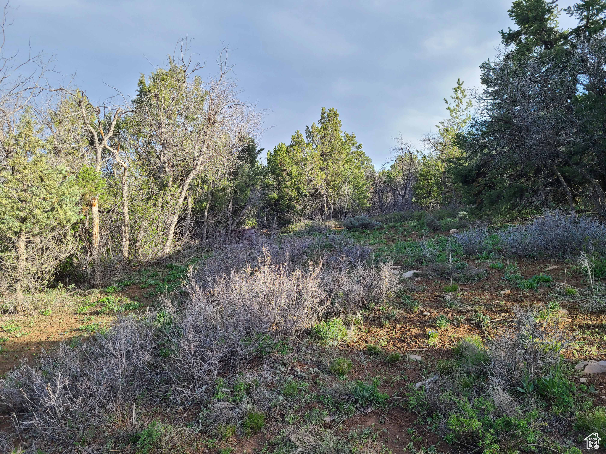 10.0 acres in Panorama Woods Subdivision. Property is being sold as is with trailer and other items going with the property. All of this property is useable. Good road access to property with seasonal access. Note that this property is not in a HOA.  Panorama Woods has voluntary (not mandatory) dues of $150 per year.  This fee is used to maintain the  roads and springs. There are 2 springs in the area for water.
