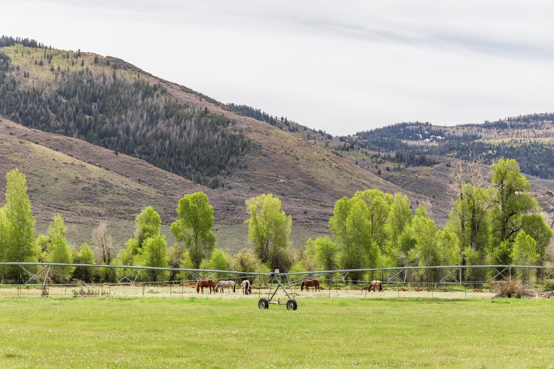OAKLEY TOWN (BOULDERVILLE) - Residential