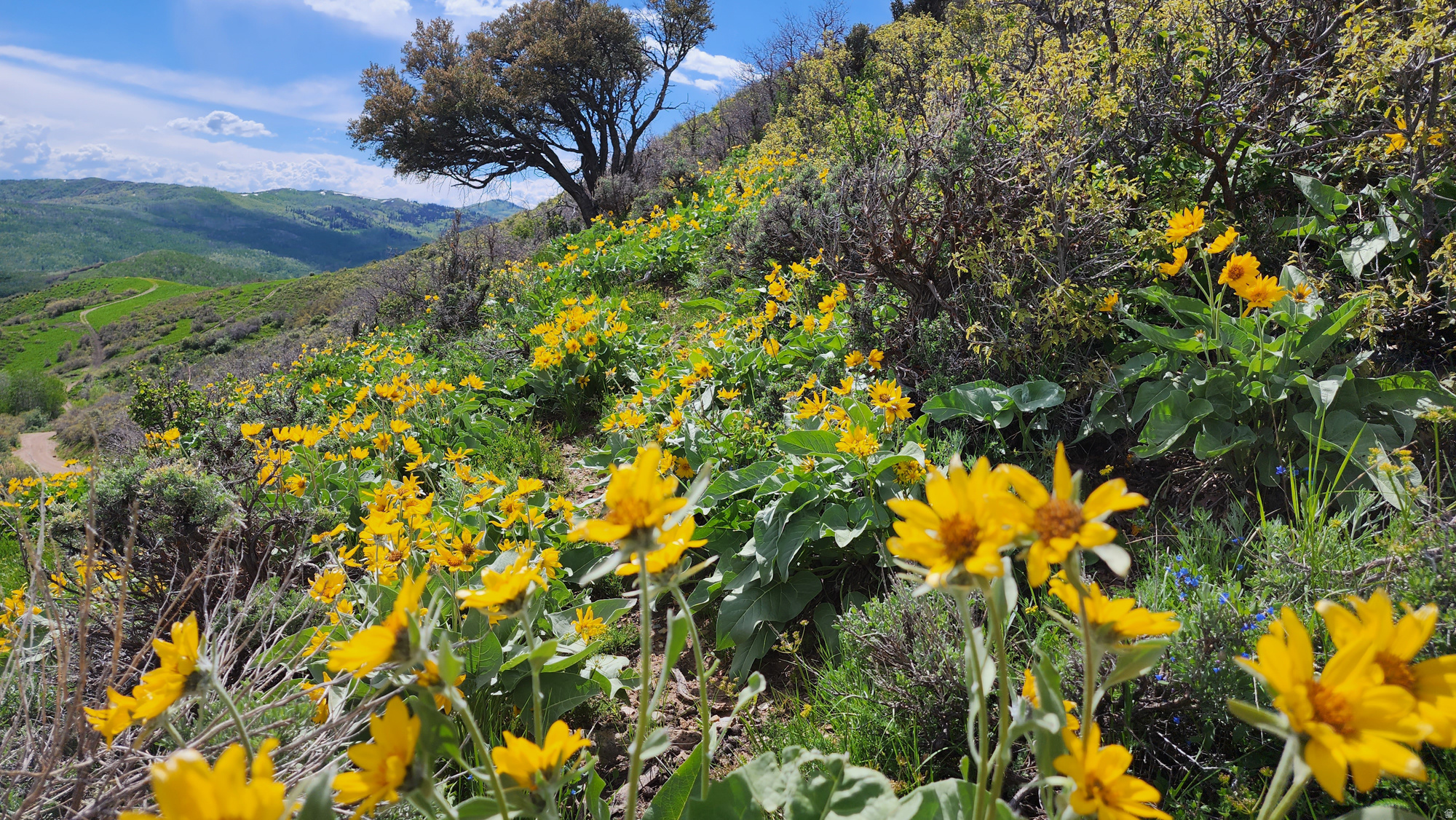 CANYON RIM - Land