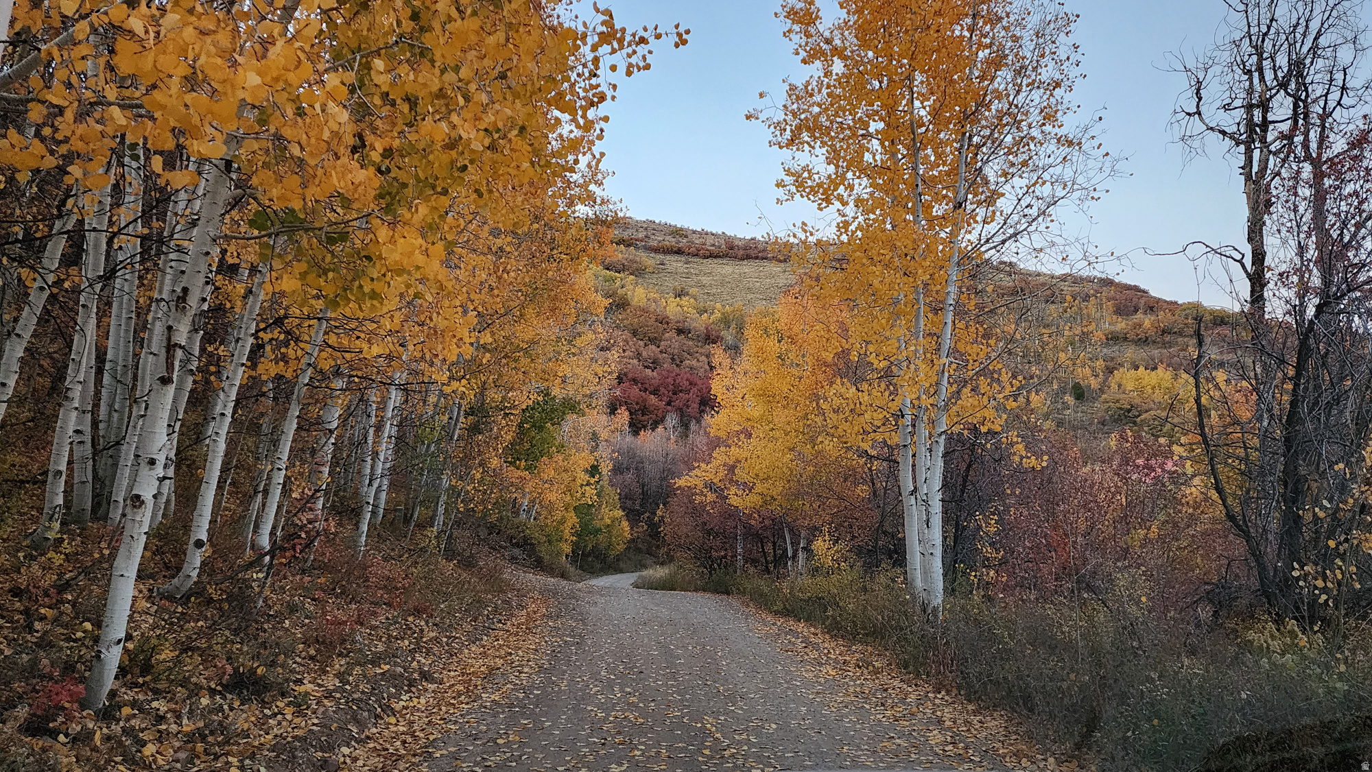 CANYON RIM - Land