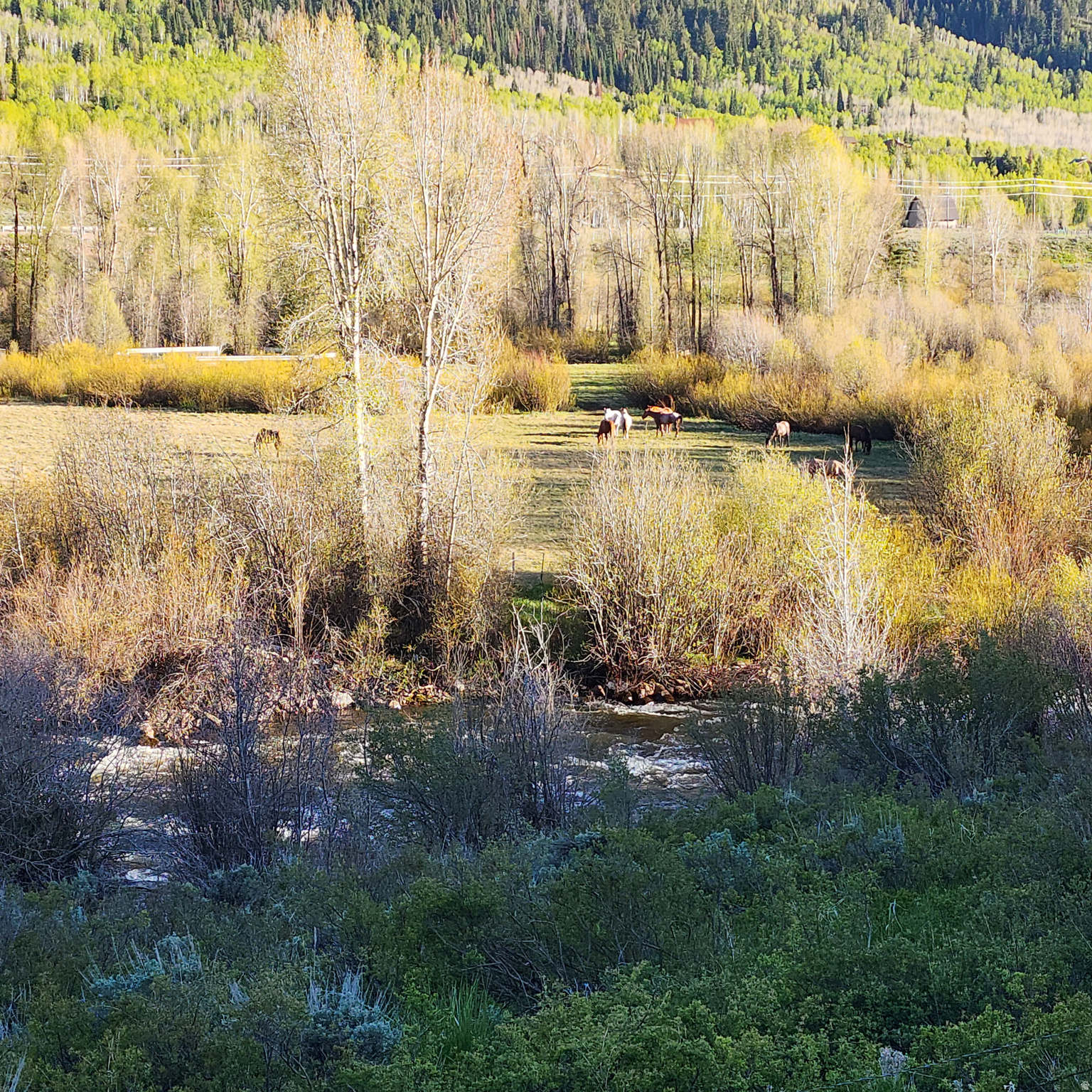 CANYON RIM - Land