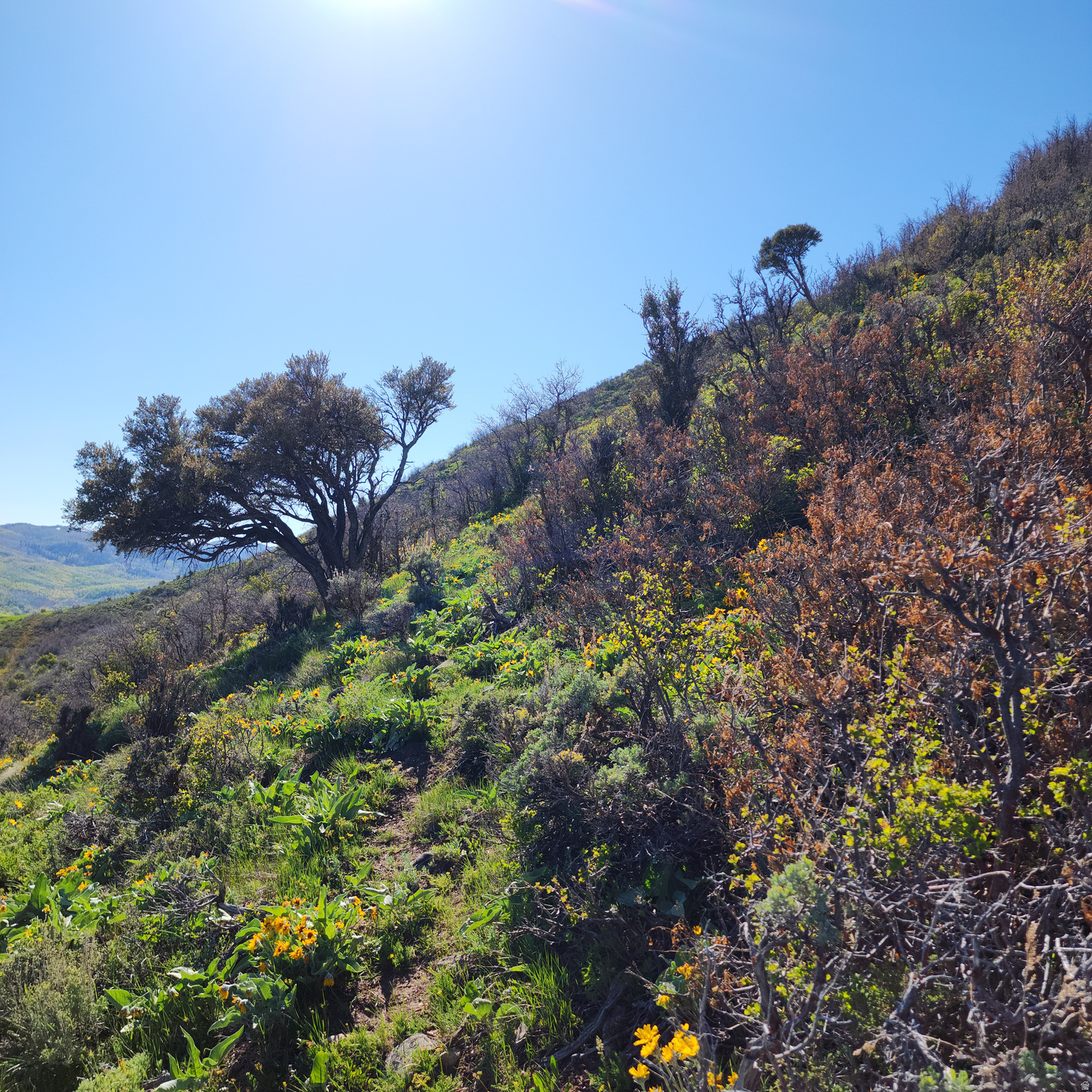 CANYON RIM - Land