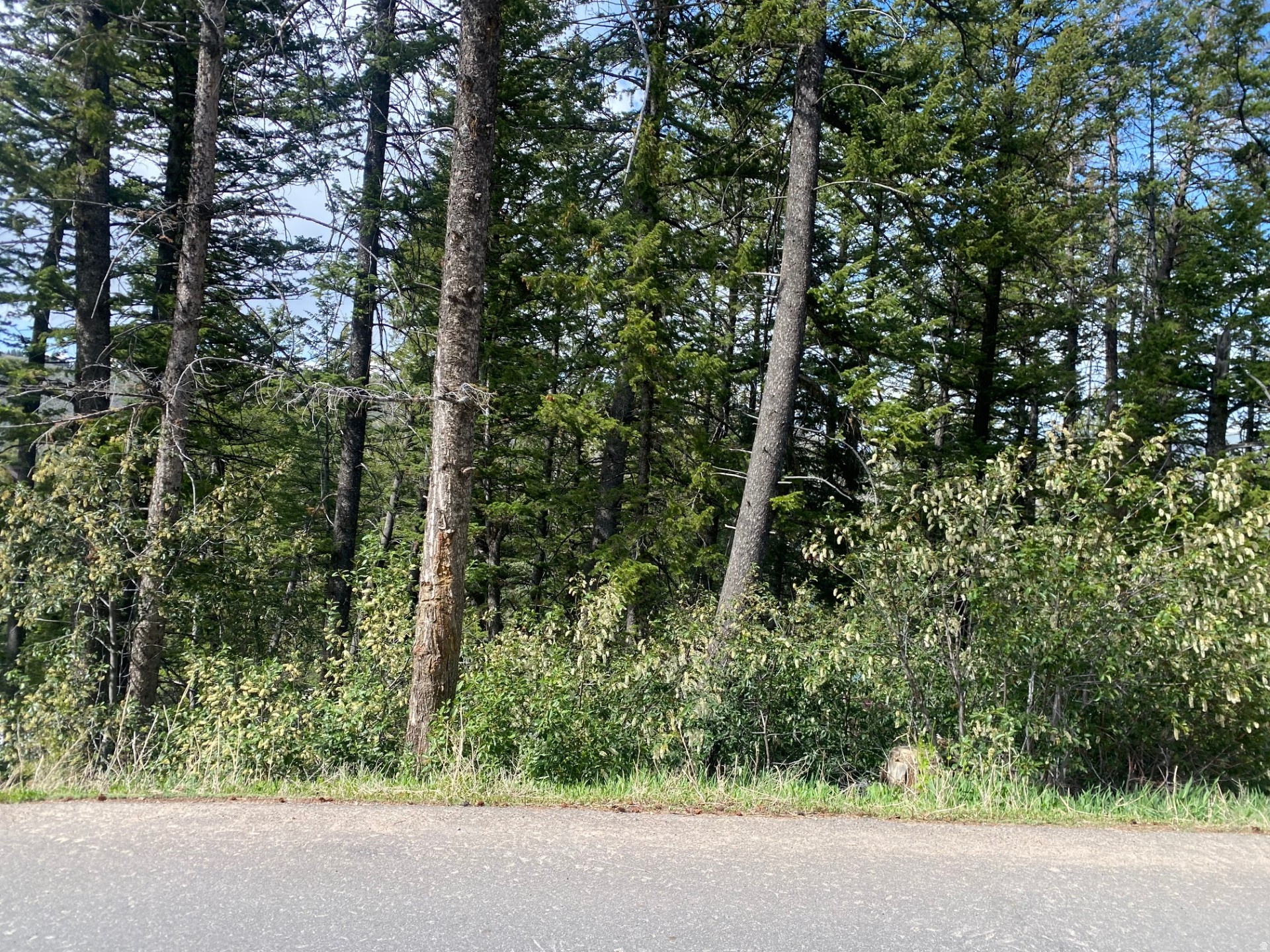 Build your dream mountain retreat in the heart of Summit Park! Nestled among towering pines and aspens, this exceptional homesite offers the rare opportunity to create a custom residence in one of Park City's most established mountain communities. The property combines privacy, natural beauty, and convenient access to year-round recreation. Imagine fresh alpine air, abundant wildlife, and stunning mountain surroundings while being just minutes from world-class skiing, hiking, mountain biking, dining, and entertainment. A peaceful atmosphere, mature trees, and easy access to both Park City and Salt Lake City via I-80, making it ideal for full-time residents, second-home owners, and outdoor enthusiasts alike. The lot is located within the highly sought-after Park City School District and offers the perfect setting for a mountain contemporary home designed to maximize natural light, forest views, and seamless indoor-outdoor living. Nearby custom homes demonstrate the strong value and desirability of this established neighborhood. Whether you envision a luxury mountain escape, a year-round residence, or a legacy property for generations to enjoy, this homesite provides the canvas to bring your vision to life. Enjoy the best of mountain living with convenient access to ski resorts, trail systems, shopping, restaurants, and Salt Lake International Airport.