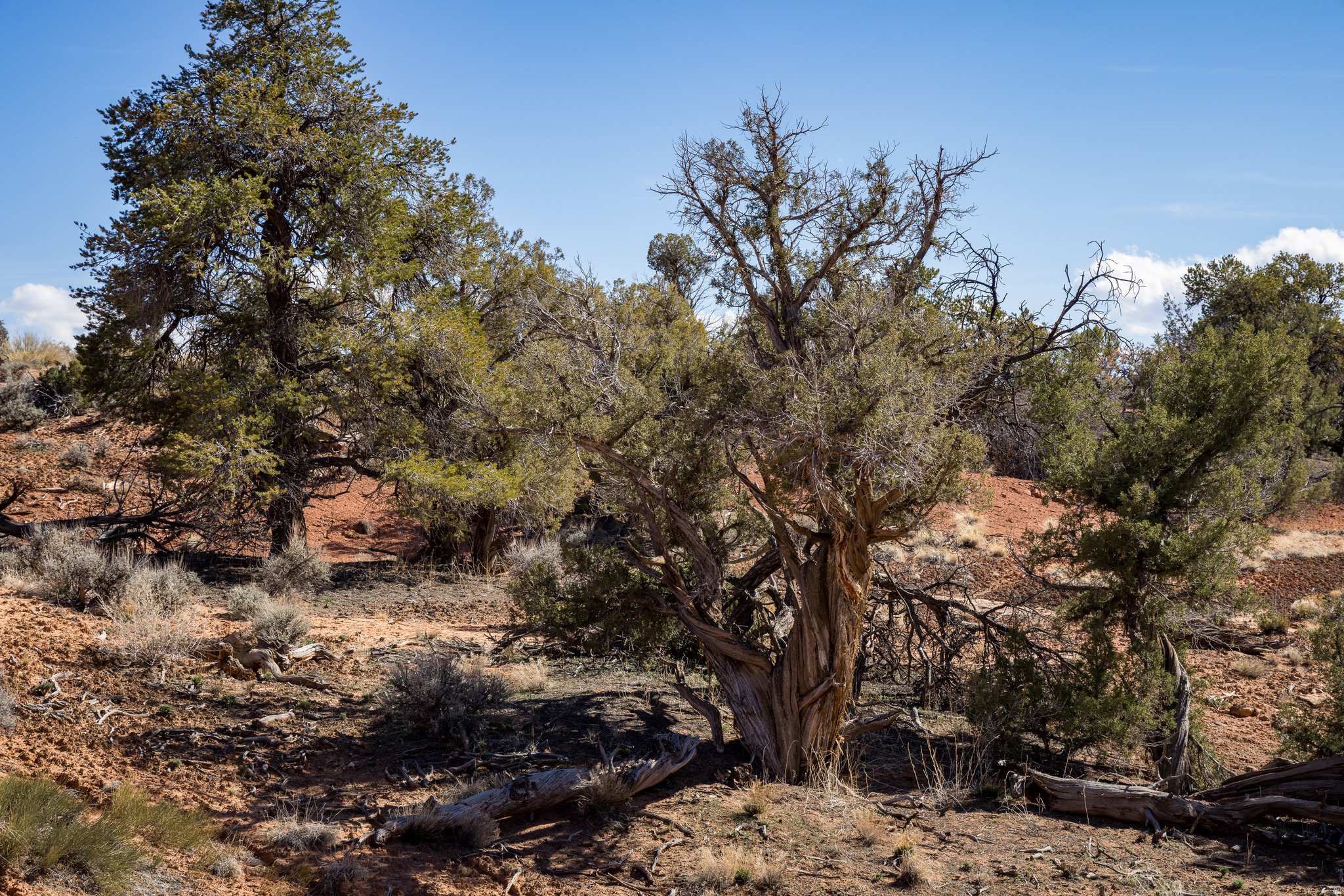 WILSON ARCH RESORT - Land