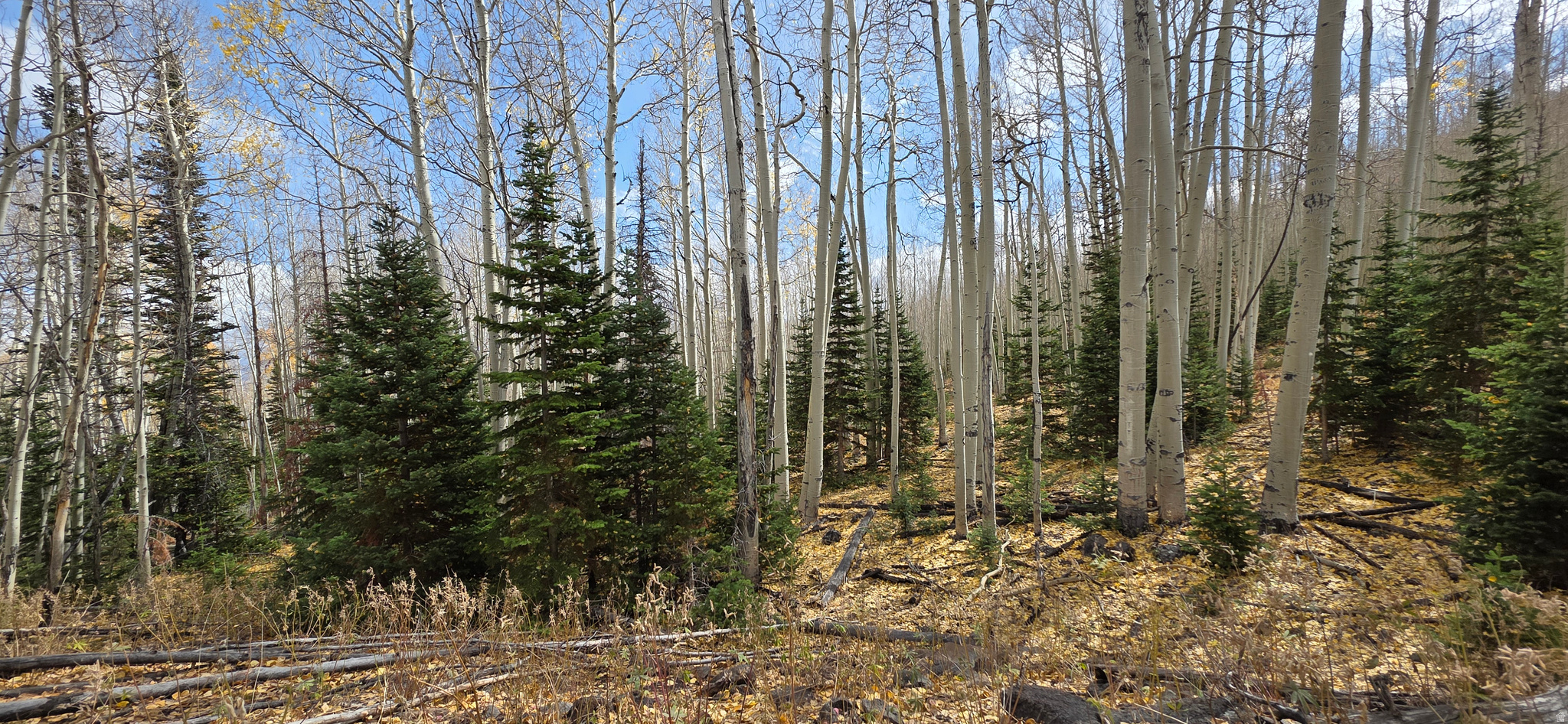 Pristine mountain land for a cabin site or camping.  This amazing un-touched natural Aspen and Pine forest was missed by the Monroe mtn fire 2025. It features beautiful mature Pine and Aspen groves with views over 100 miles to the north.  There are several locations on this lot that would be incredible sites for a cabin or camping site.  About a 40 Minute drive from Richfield on the north end of the Monroe Mountain. Roads are roughed in and current access to this lot is 4 wheel drive, roads will be improved as summer sales progress.