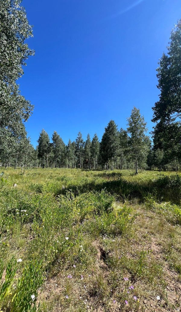 This beautiful 0.47-acre wooded corner lot is located in the peaceful community of Englestead Estates, just a 25-minute drive from Cedar City, Utah. Surrounded by mature pine and juniper trees, the property offers a serene and private setting that's perfect for recreation, camping, RV use, or building a future off-grid cabin or retreat. Power options include the use of a generator, giving you flexibility. With easy road access and no HOA restrictions, this lot provides flexibility and freedom for a variety of uses. The land features natural beauty with the shimmering, oscillating leaves on the white aspin trees is a unique experience during the summer breeze. Fresh mountain air and a quiet atmosphere . Whether you're seeking a weekend getaway or a place to unwind in nature, this property offers the perfect balance of seclusion and convenience.