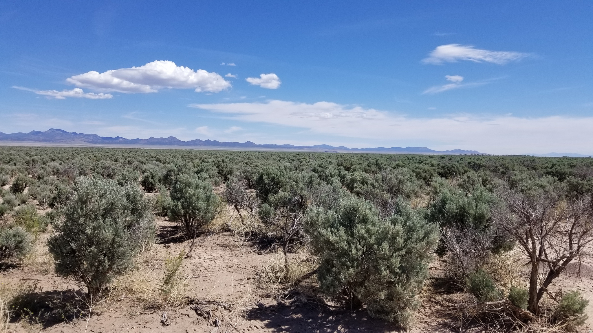 These large lots are in a quiet setting on a road rarely used. The only traffic jam is you and your one neighbor parked in the road talking. Bring your animals and friends then spread out. And remember there are is another lot for sale next door. The best way to understand the property layout is using this map link: https://www.google.com/maps/d/edit?mid=1FVV5UOcrR0jku8lnQ4ro2DbjUdfn67Yh&ll=37.802000159793224%2C-113.85065593436687&z=17