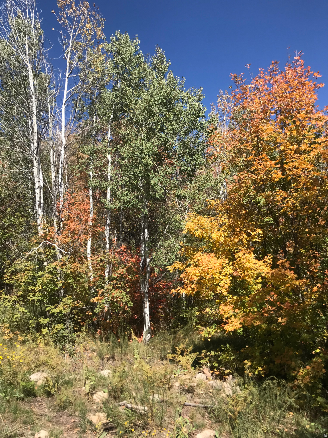COTTAGES AT HOBBLE CREEK MHD - Residential