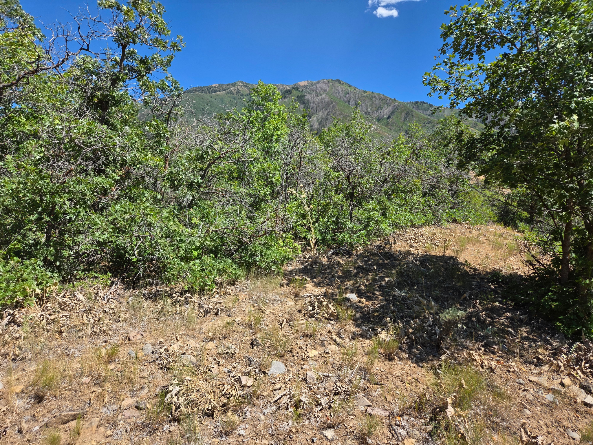MOUNTAIN OAK ESTATES - Land