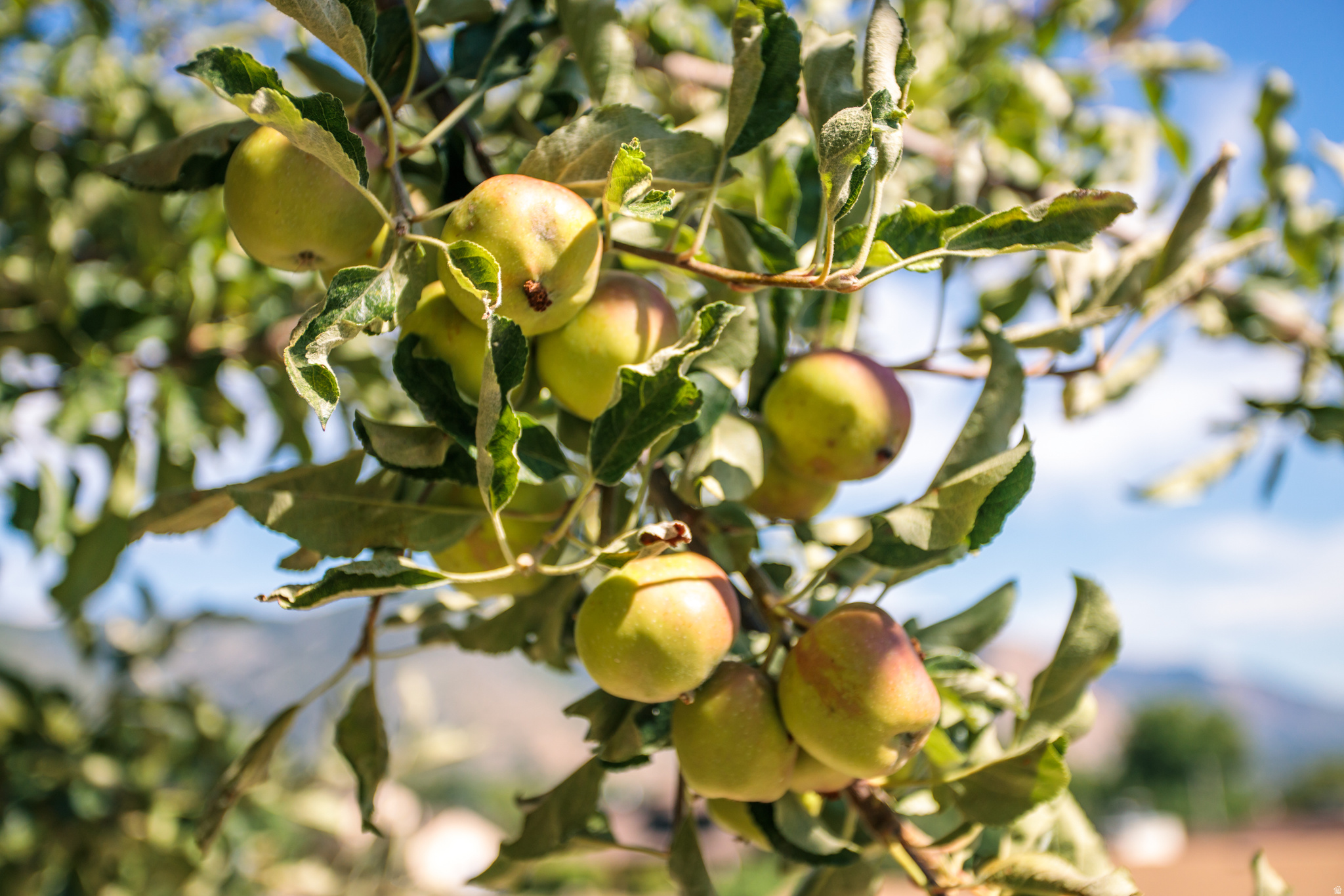 LAKEVIEW HEIGHTS - Residential