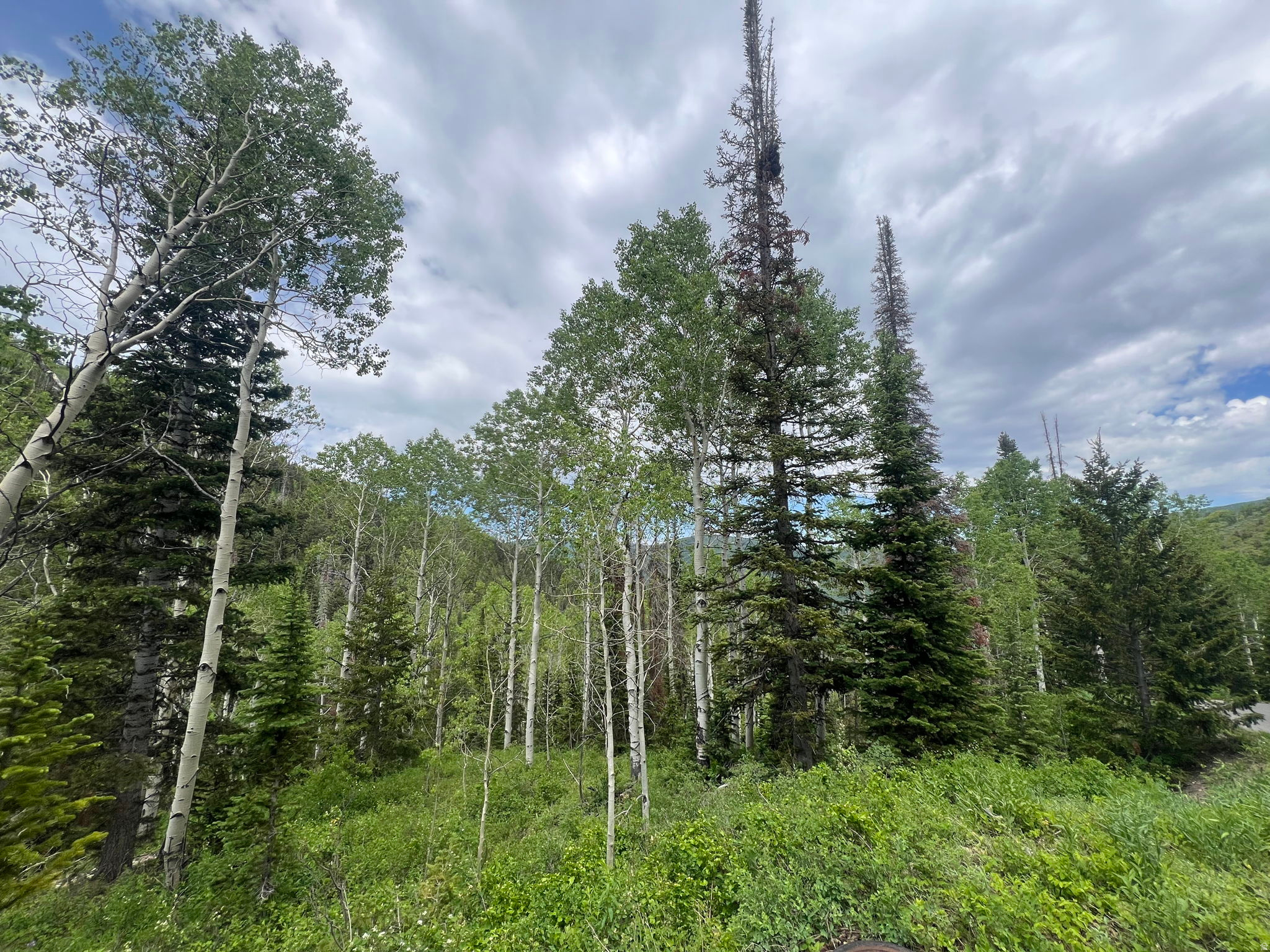 PINE MOUNTAIN - Land