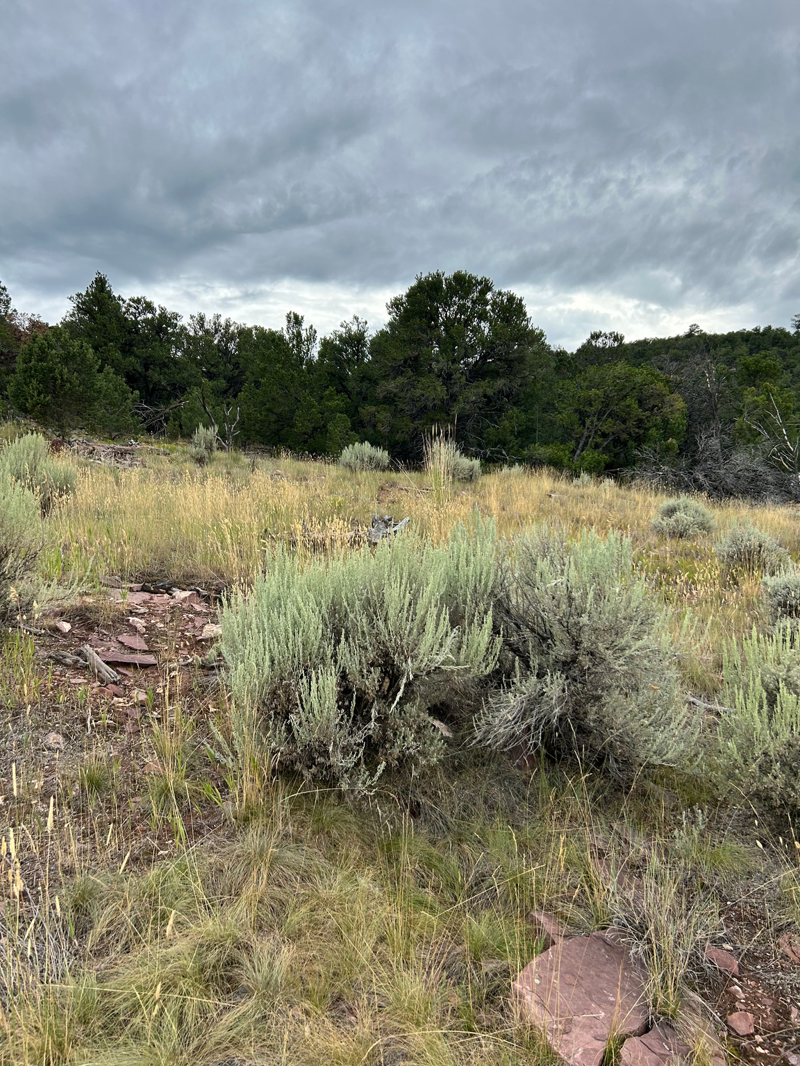 REDTAIL 2 - Land