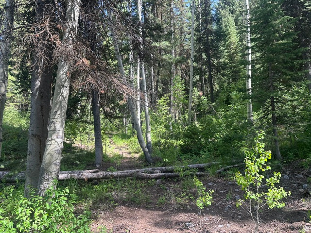 Located in Cardiff Fork Subdivision, 2.16 acre lot, wooded, gated community. Big Cottonwood Canyon just West of Brighton and Solitude ski resorts.  All information to be deemed by buyer including availability of all utilities. Additional photos to come.