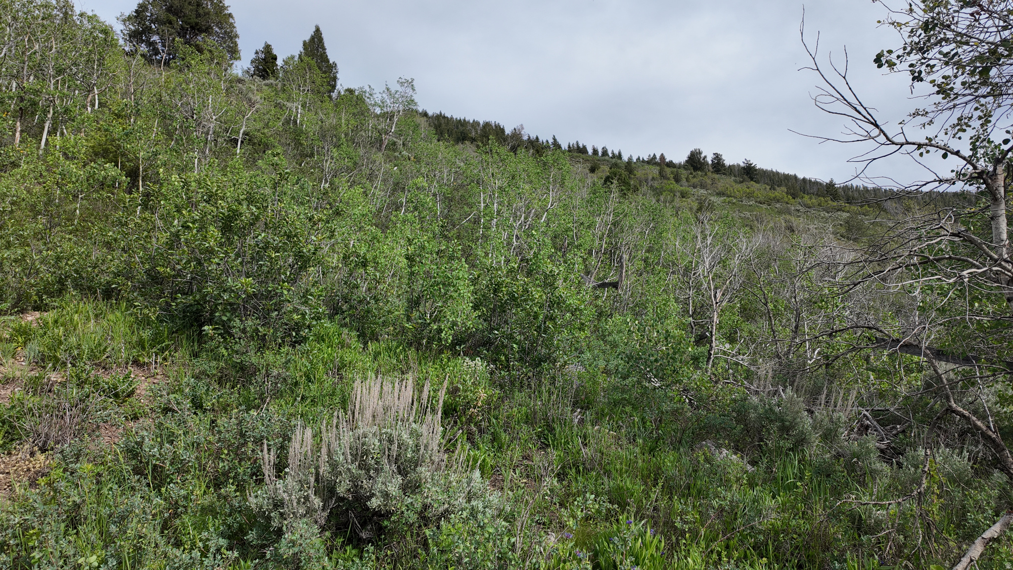 SAMAK HILLS ADDITION - Land