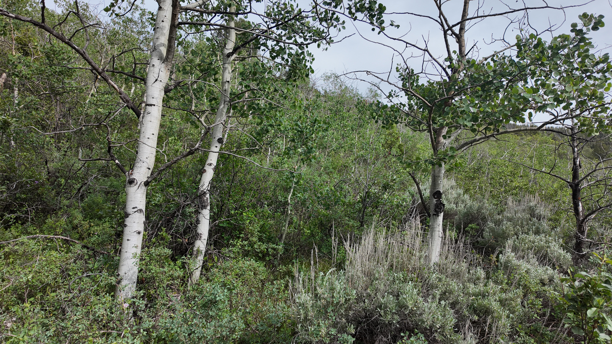SAMAK HILLS ADDITION - Land