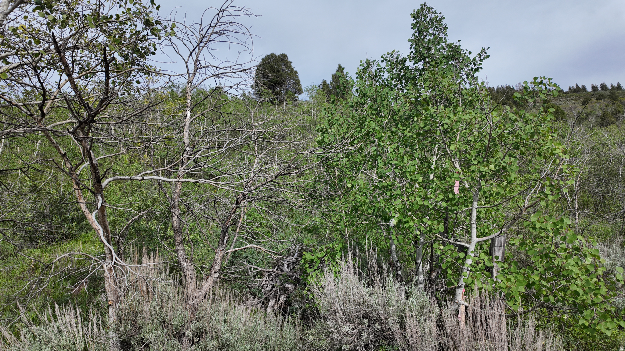 SAMAK HILLS ADDITION - Land