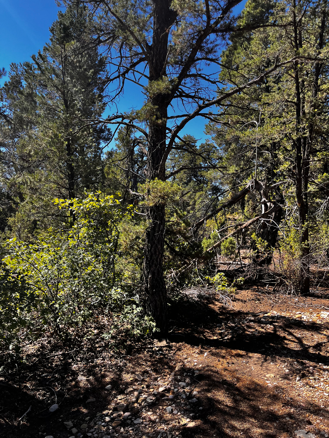 ALL OF LOT 12 BLOCK "C" AMEND. PLAT OF LITTLE POND - Land