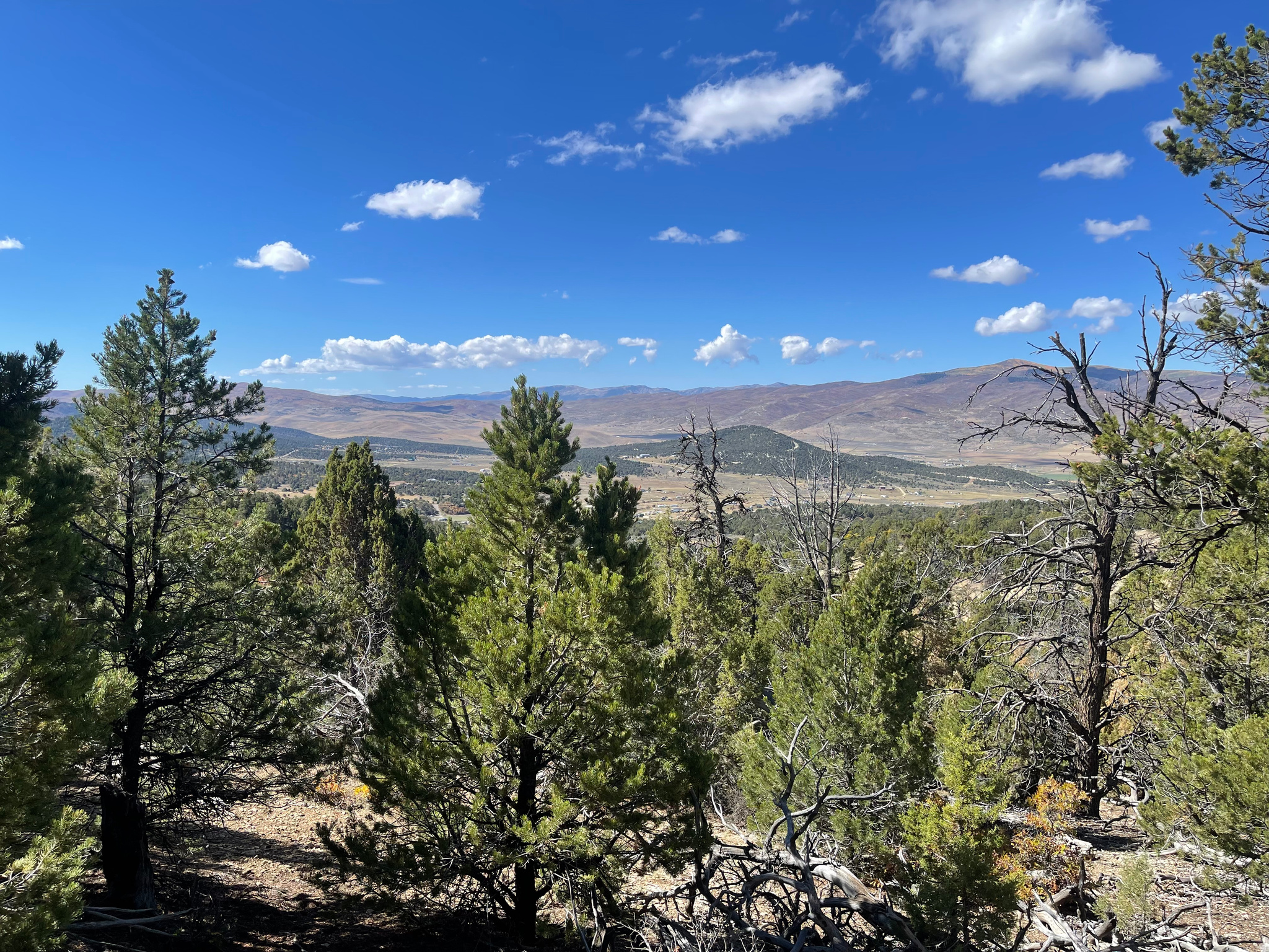 PANORAMA WOODS - Land