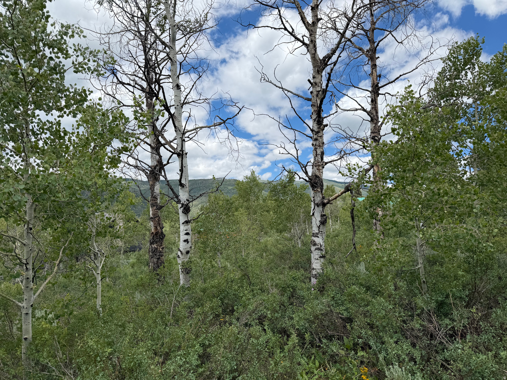 PINE MOUNTAIN #3 SUBDIVISION - Land