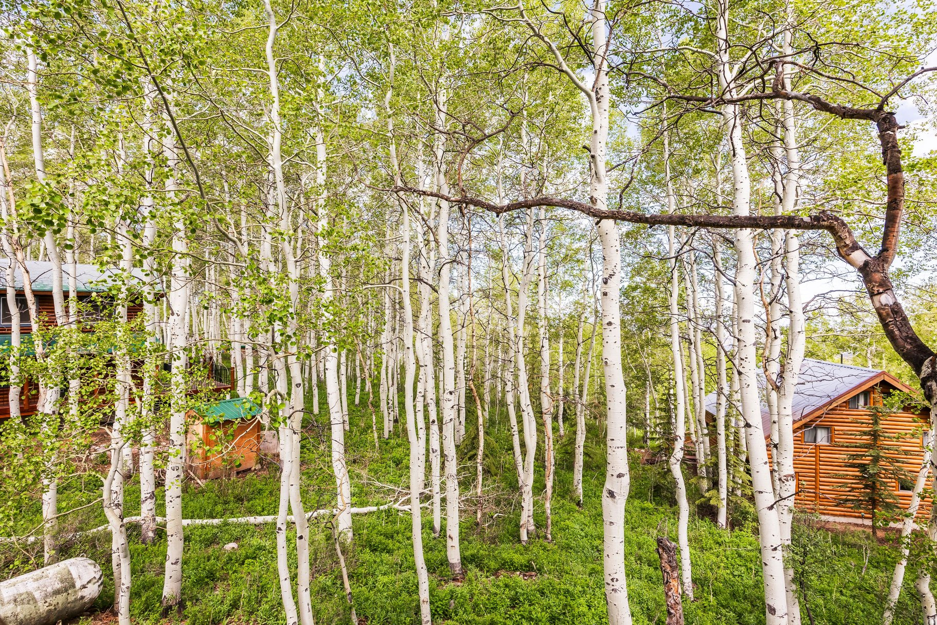 TIMBER LAKES - Residential