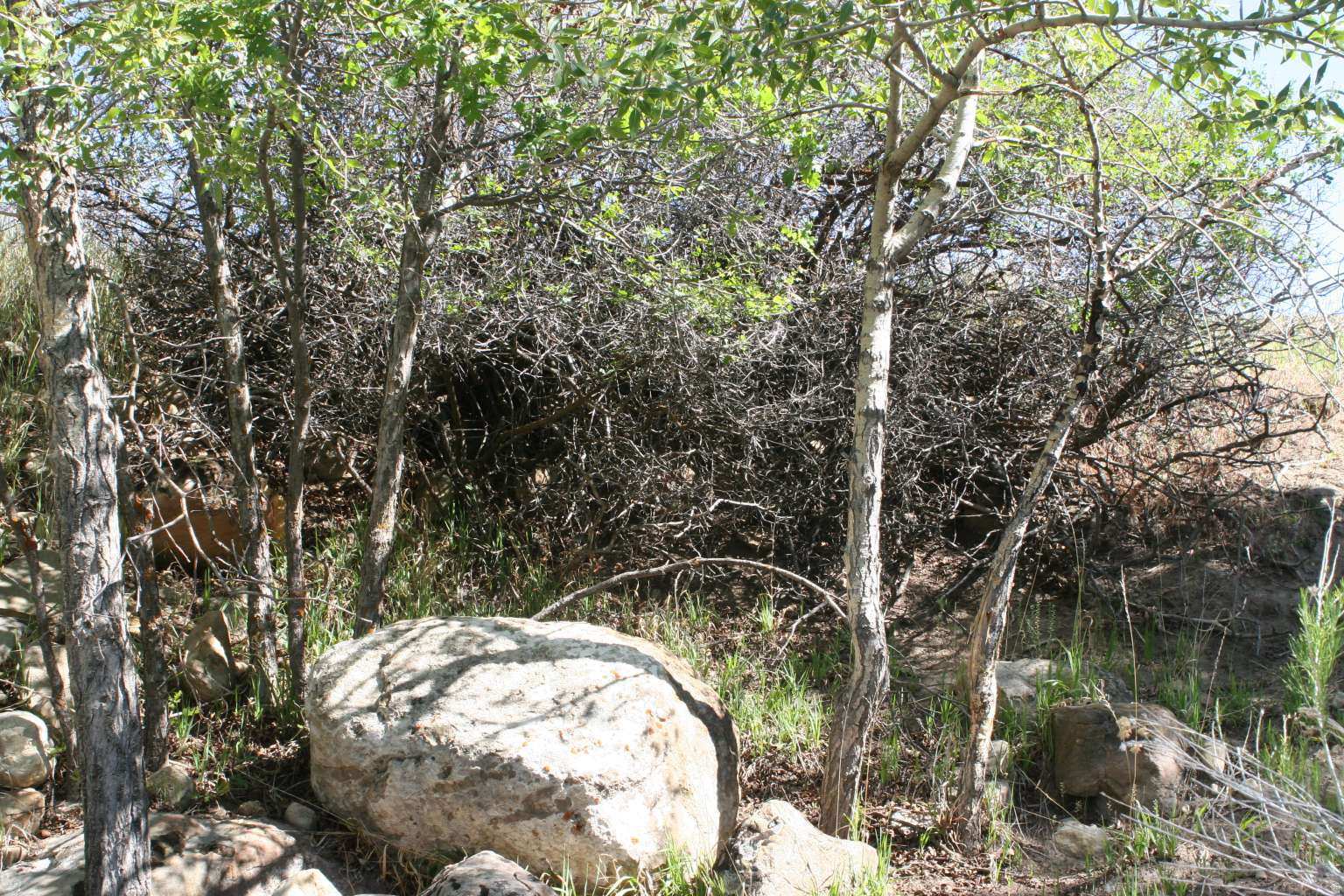 WAGSTAFF SANPETE COUNTY SUBDIVISION - Land