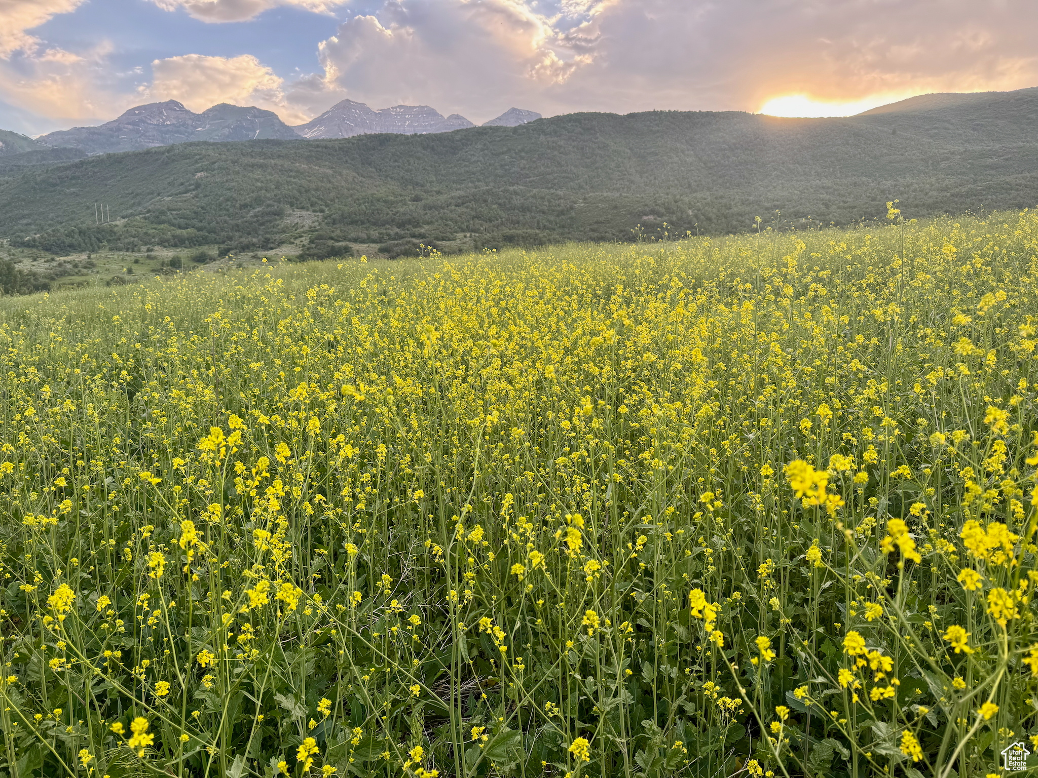 CANYON MEADOWS - Land