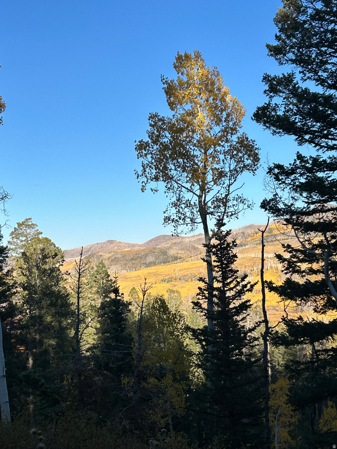 This mountain retreat features .66 acre zoned residential with a beautiful view from two sides of the property. There is a gentle slope up to the lot from the street leading to a flat area to build a cabin nestled among pines and aspens. There is a new cabin next door. Power is available. No HOA.