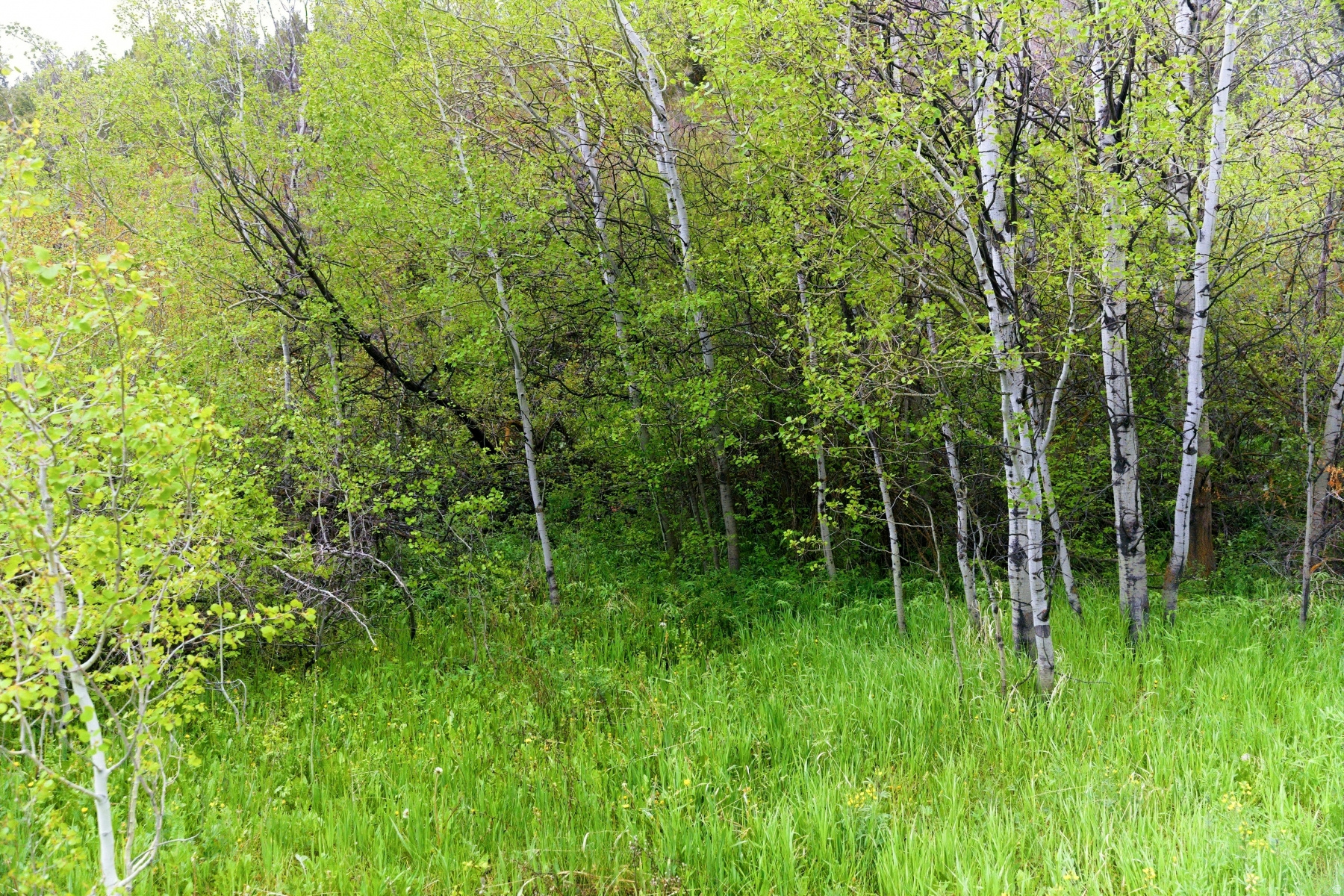This 0.37-acre lot is perfect for a custom mountain retreat or year-round home. Enjoy fishing, biking, hiking, wildlife watching, with easy access to golf, boating, and skiing at nearby Deer Valley East Village and Mirror Lake snowmobiling trails. Just 20 minutes from Park City and one hour from Salt Lake City, it offers peace, privacy, and adventure.